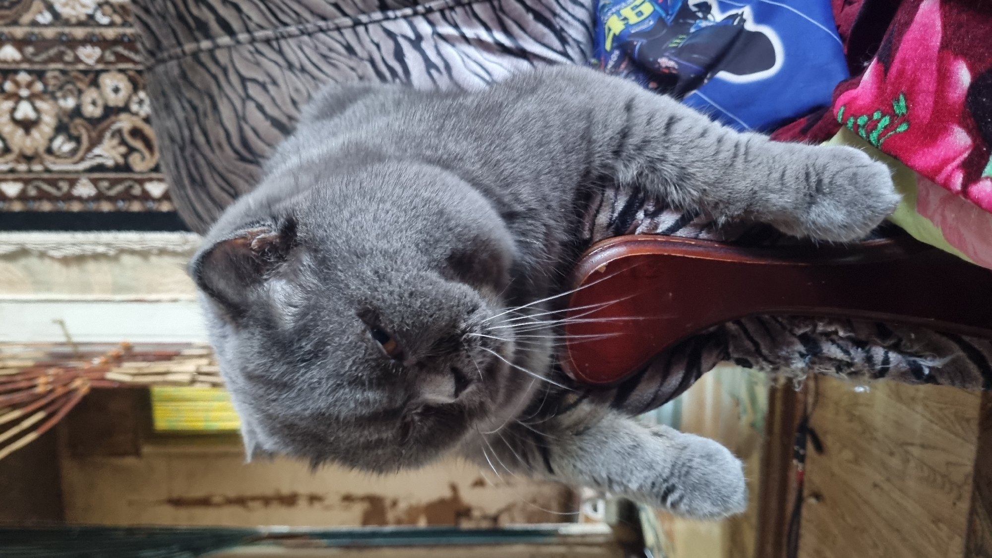 Grumpy cat and a thank-you note from Vysokoe