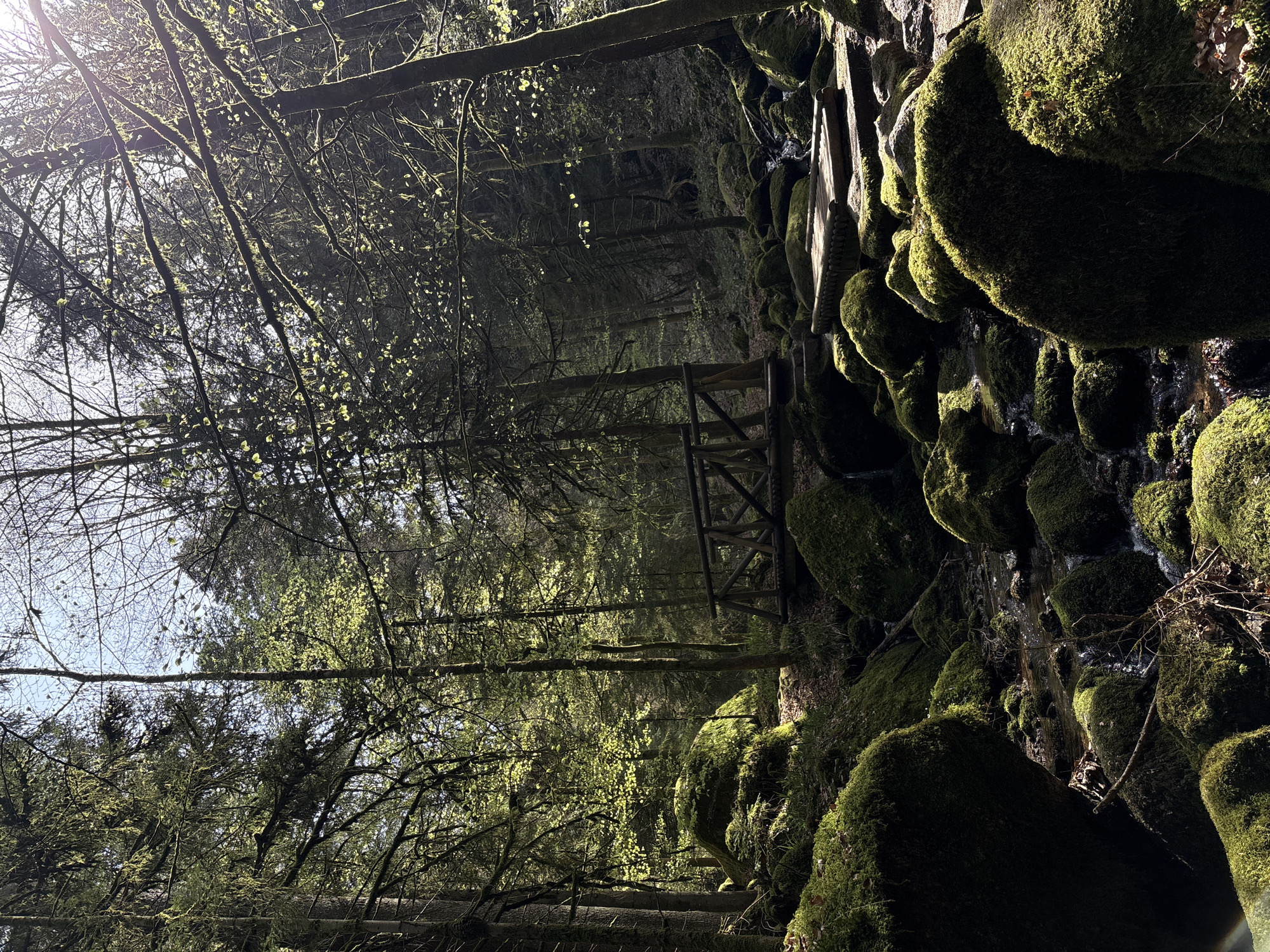 Forest stream with moss-covered rocks documented in Bühlertal, Germany