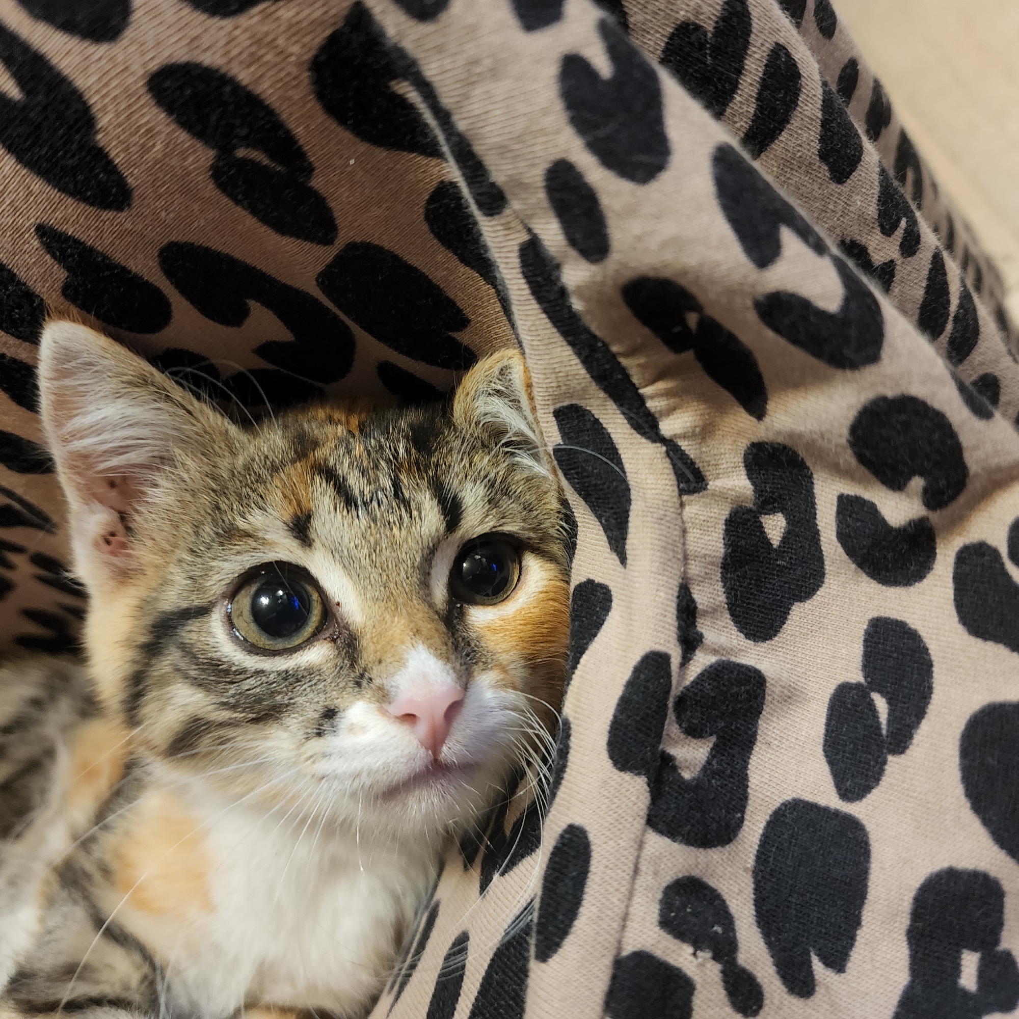 Calico kitten steals the show across 15 Moscow close-ups