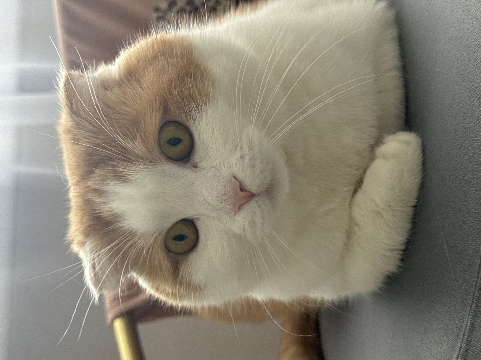 Domestic life documented in Saratov: cat, sewing, deteriorating house