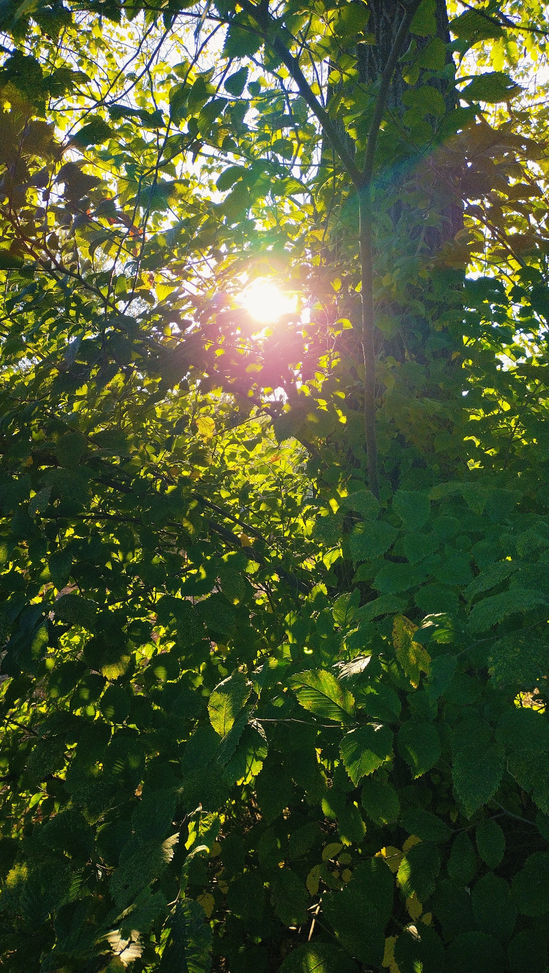 Rottweiler plays and relaxes in a leafy outdoor space