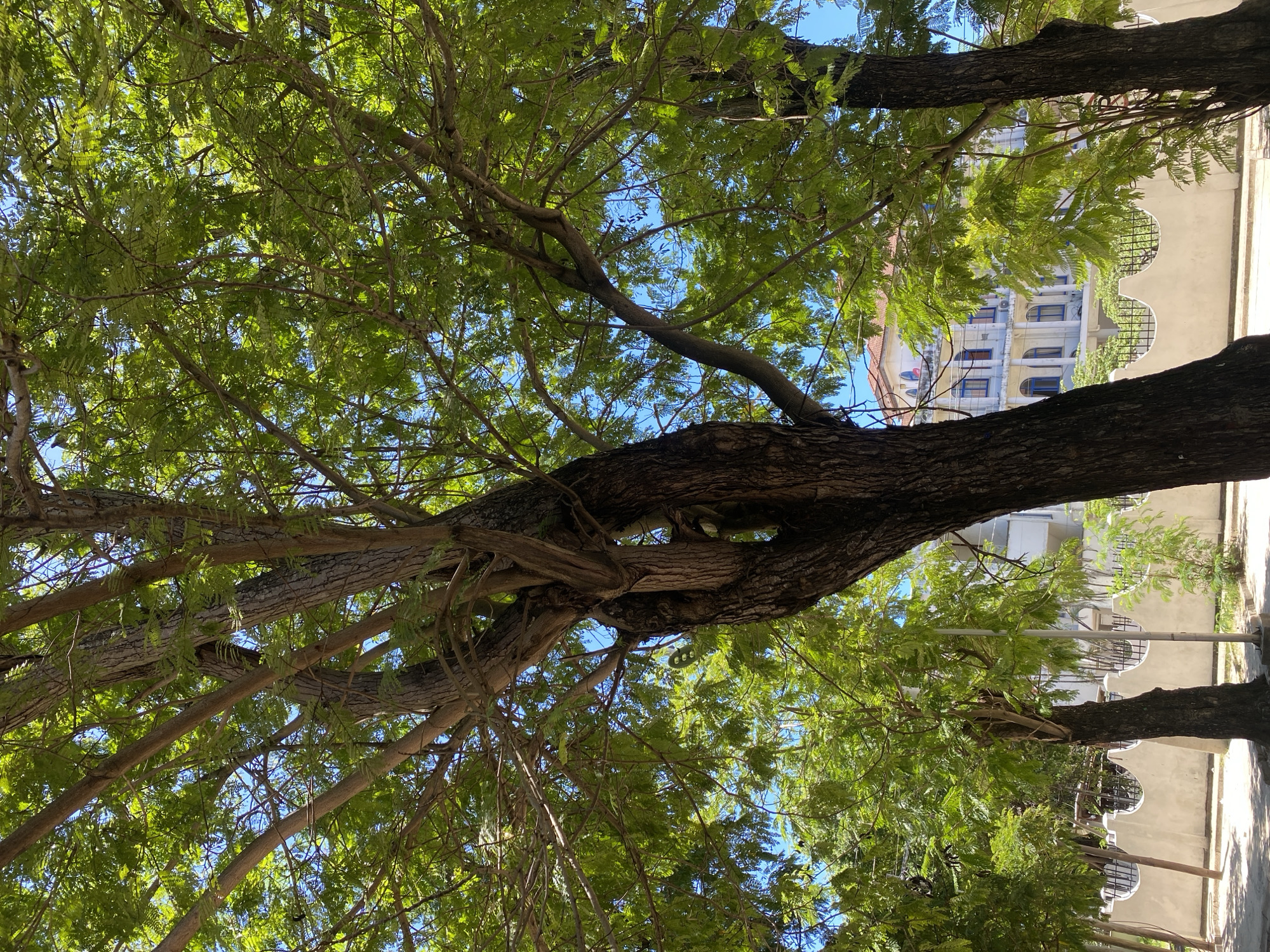 Person observed moving through tree-lined Dar es-Salaam streets
