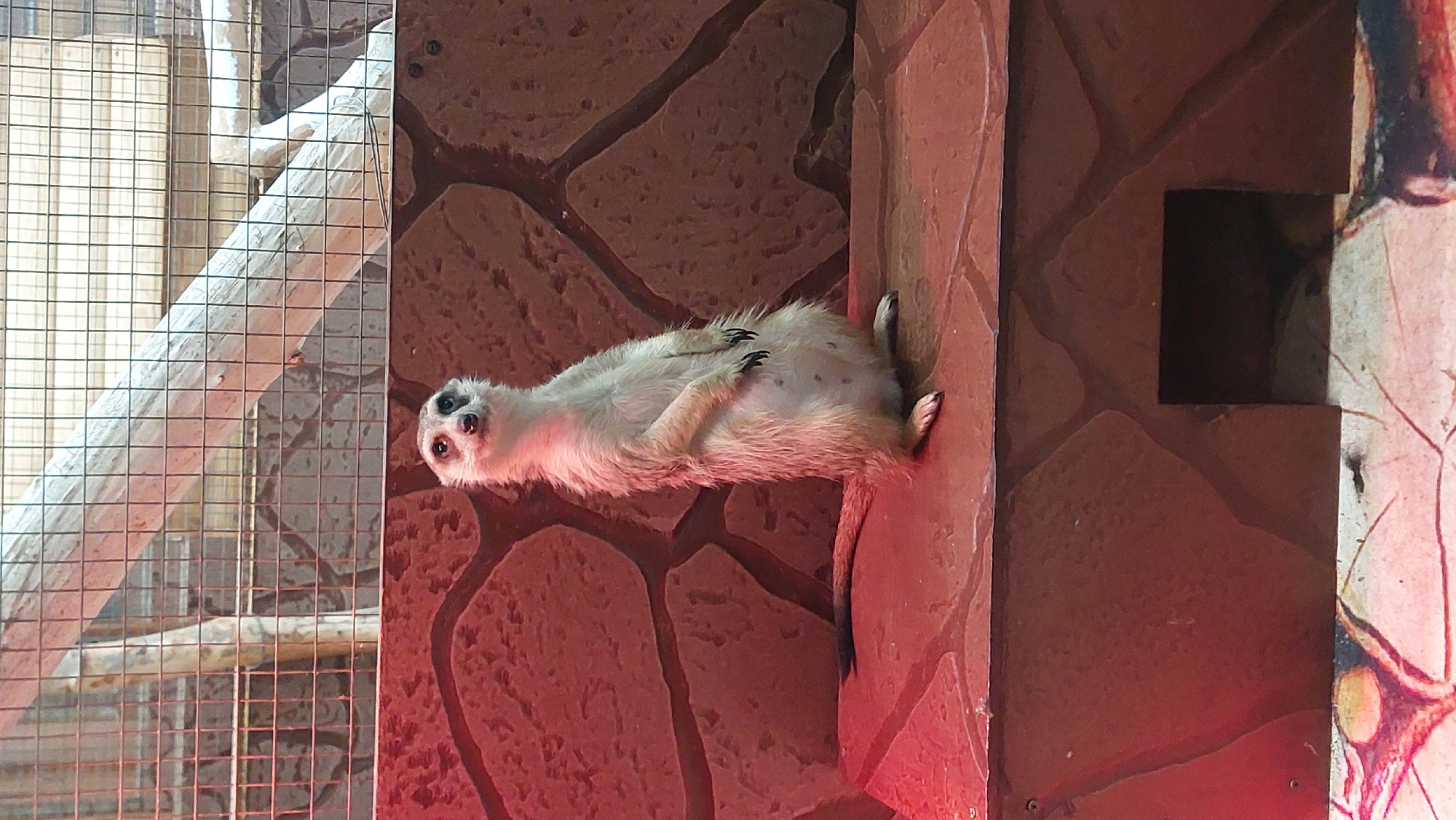 Zoo animals up close: meerkat, porcupine, bird, and monkey