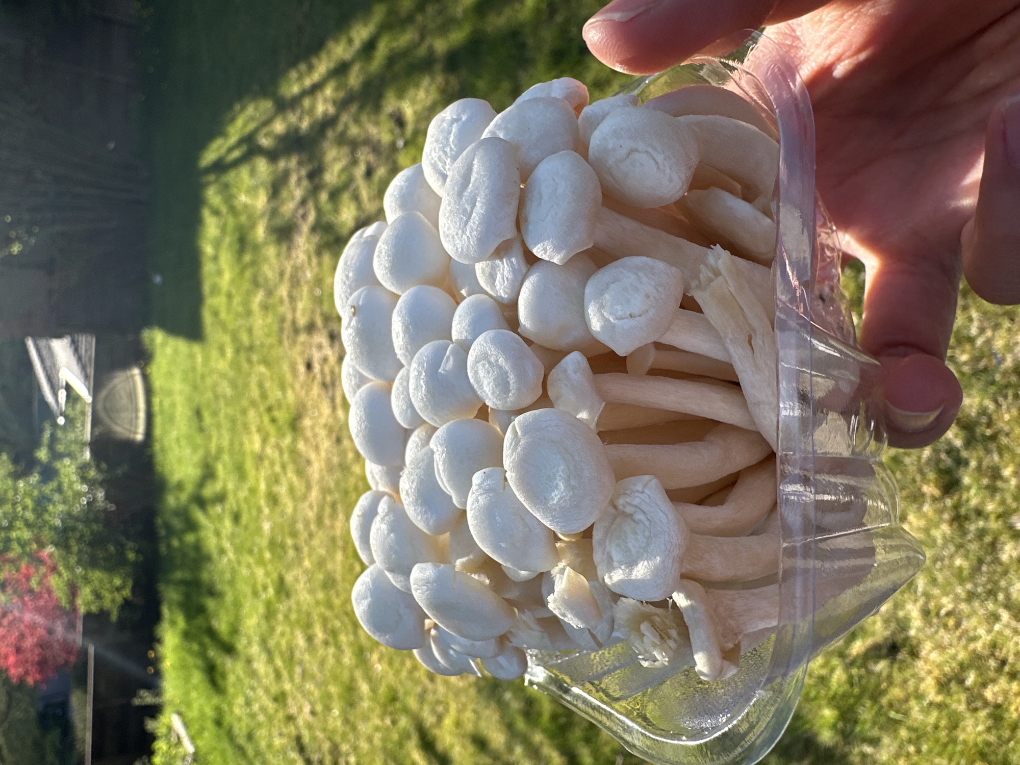 Person holds mushroom container in Coquitlam backyard