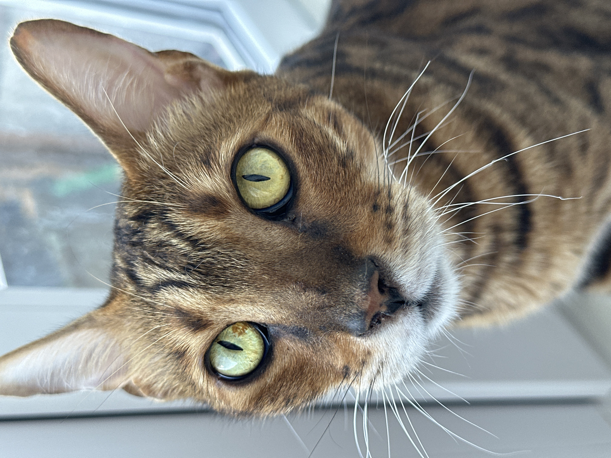 Bengal and tabby cats photographed up close at home in Energetik