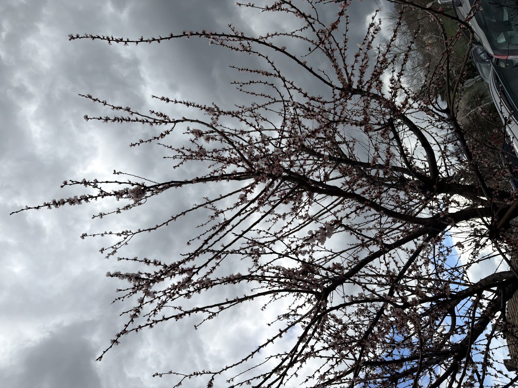 Spring blooms emerge in Targovishte amid overcast April skies