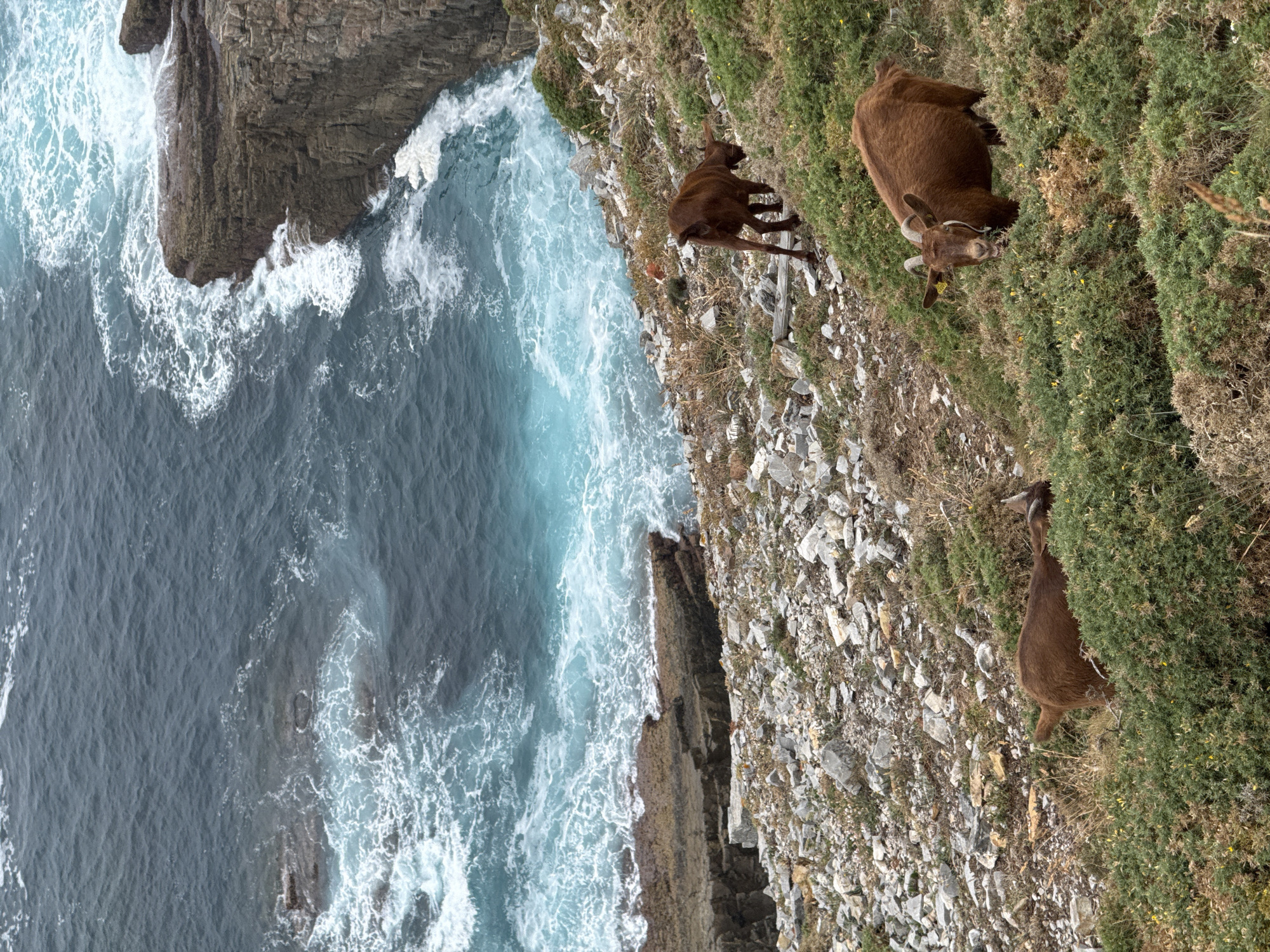 Goats graze Asturian cliffs above a turbulent Atlantic coast