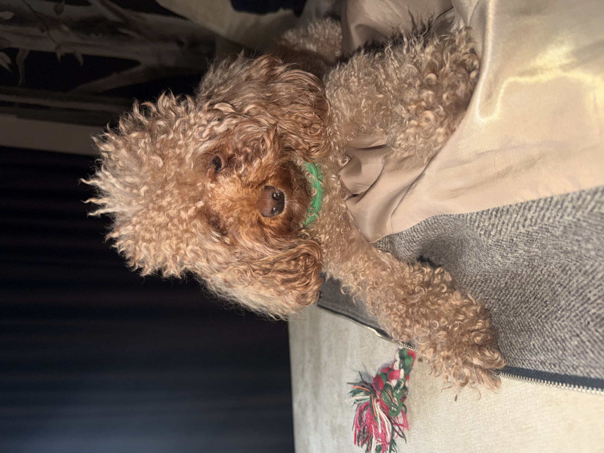 Woman pets brown poodle on couch in Krasnoyarsk