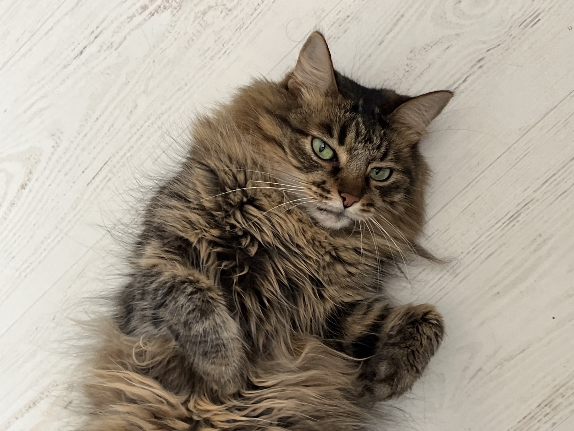 Tabby cat's lazy morning on floors and blankets in Belarus