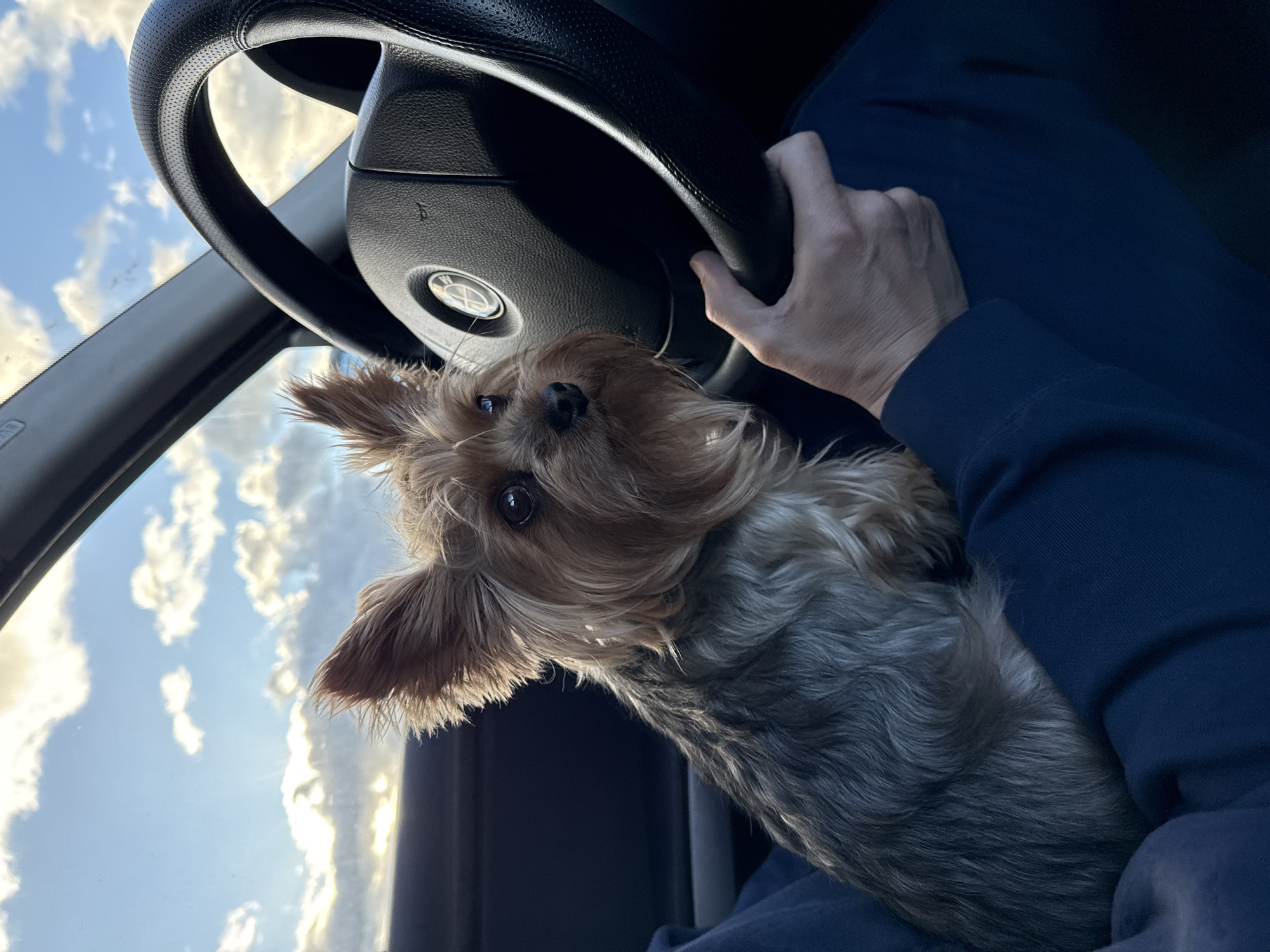 Yorkshire Terrier held in car driver's lap in Lithuania