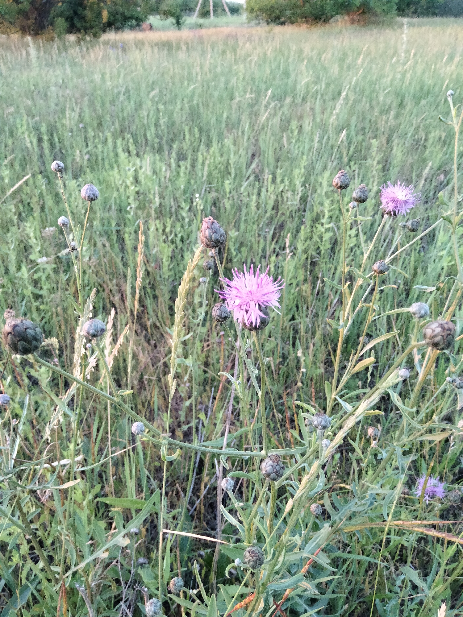 Wildflowers, animals, and golden-hour light in rural Ananiv