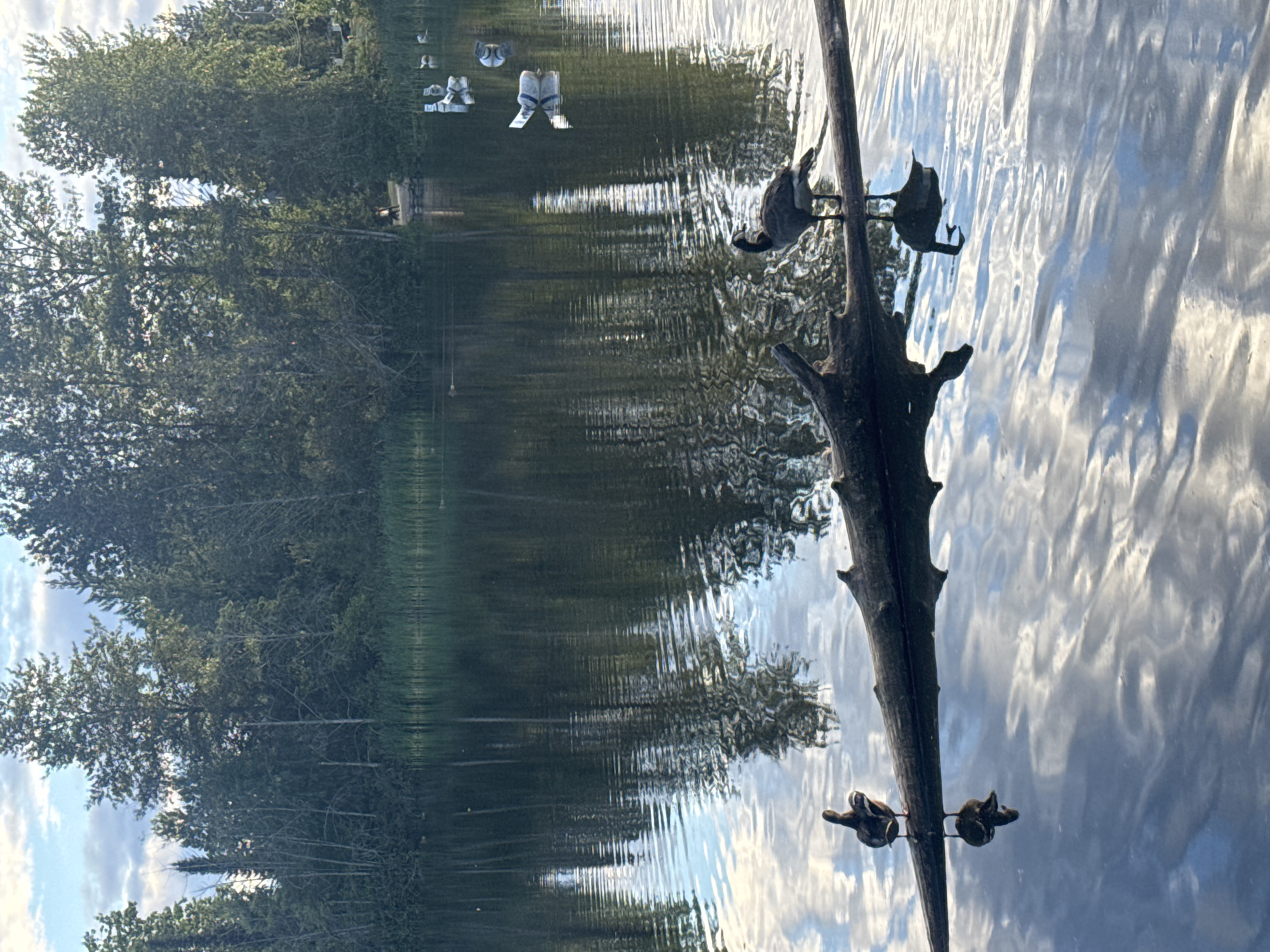 Wildlife and public art at Colony Farm Park, Coquitlam