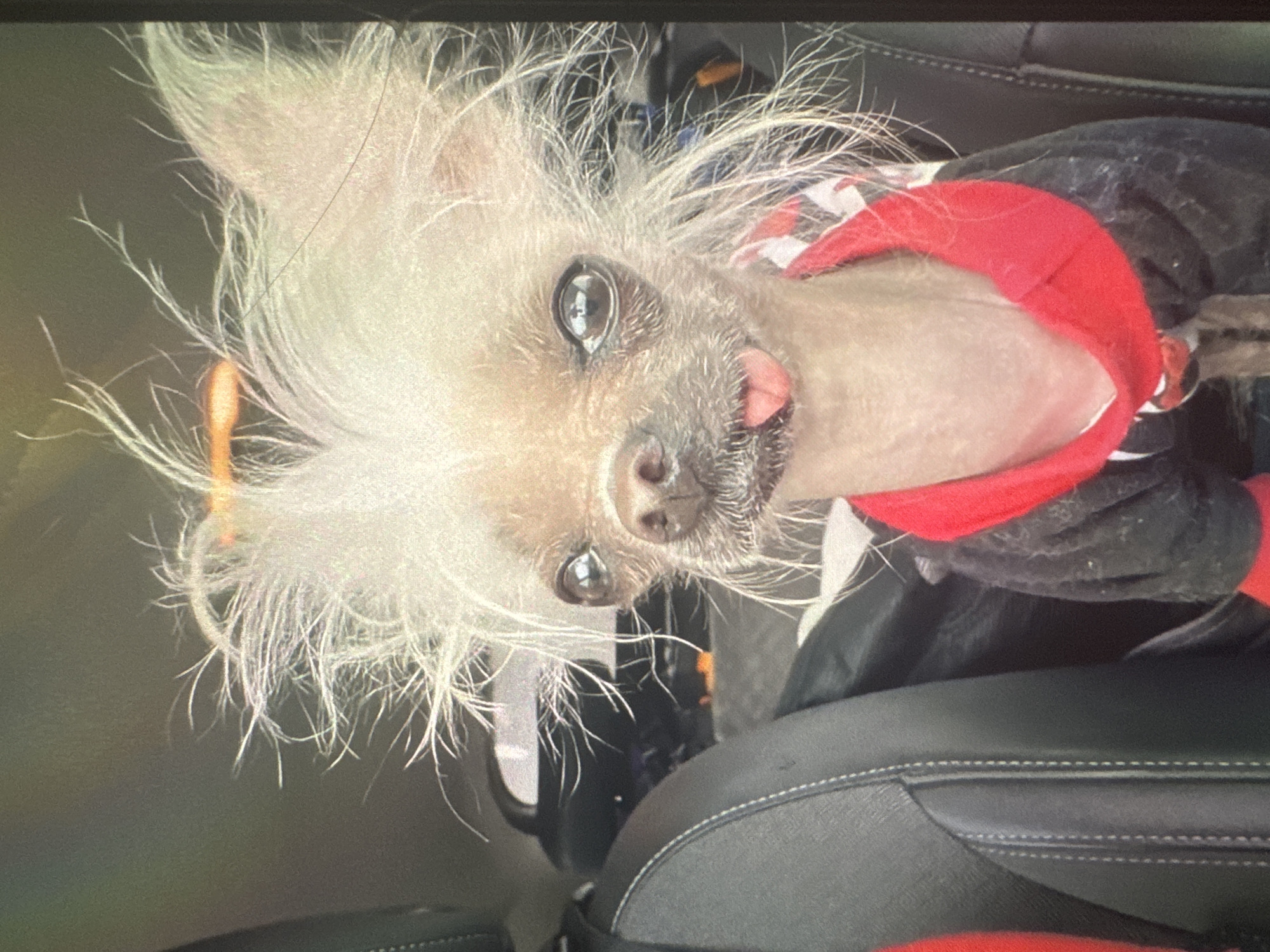 Chinese Crested dog photographed around Welshpool, Wales