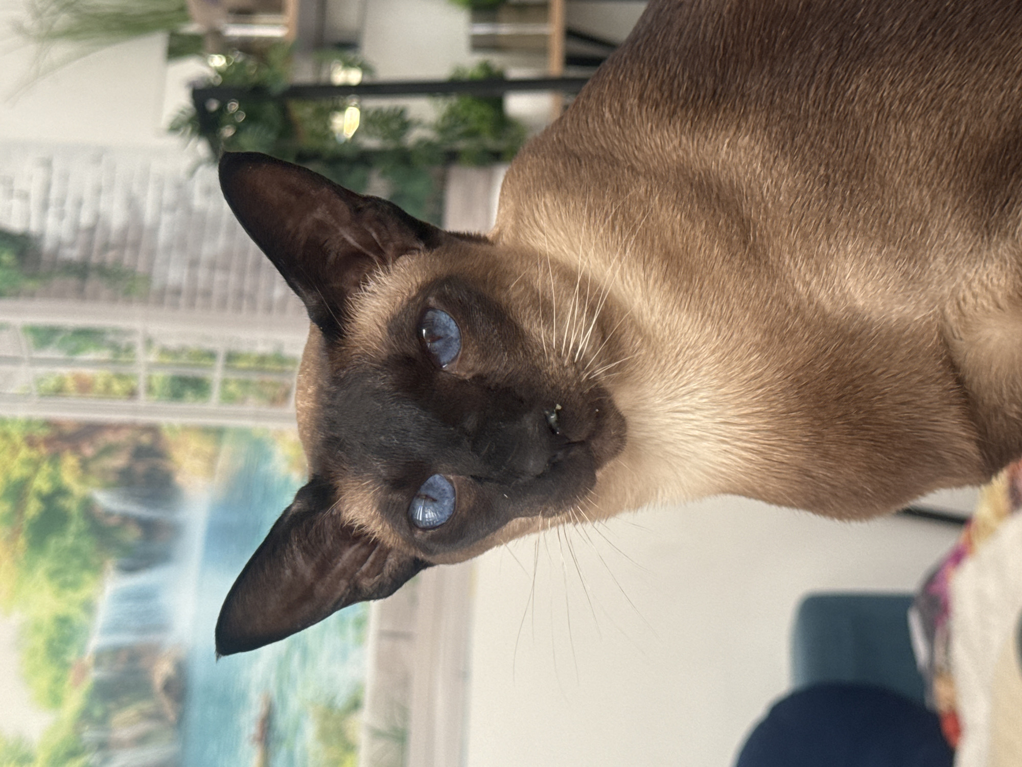 Cat poses for close-up photos in Ramat Gan
