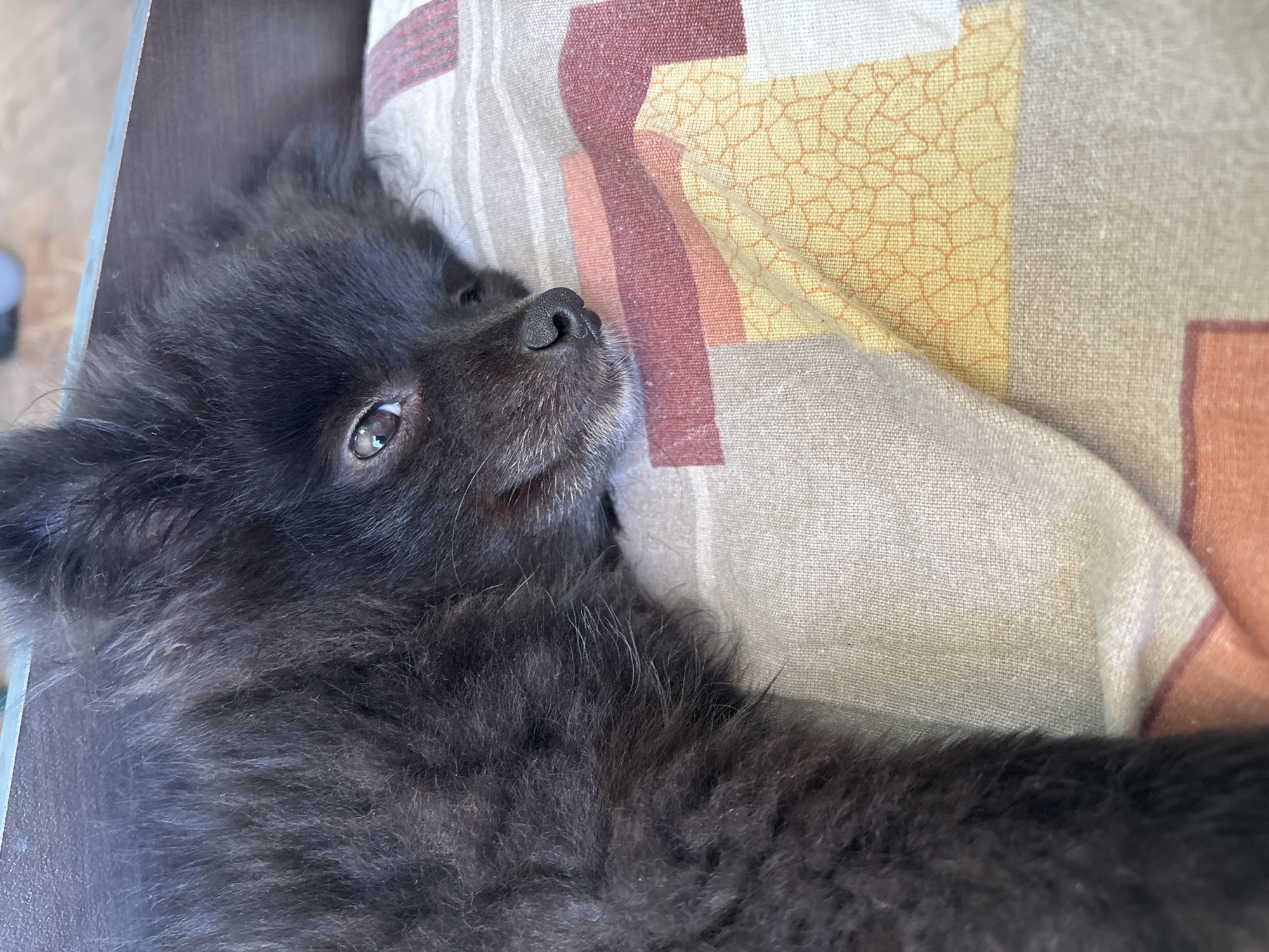 Dark dog spotted resting, later photographed with owner