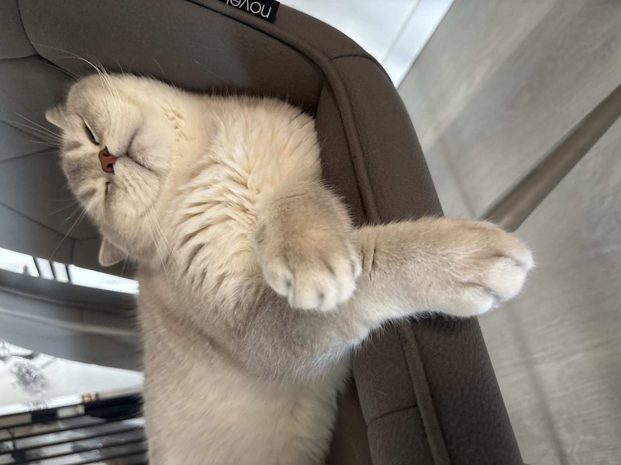 Indoor scenes with cat, decorative objects documented by witness