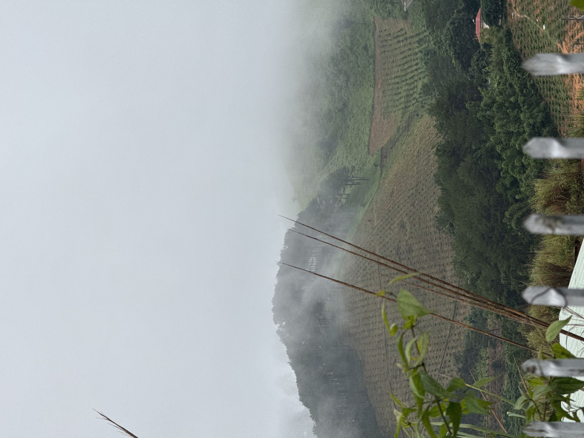 Foggy morning at Bo Y: cows, trucks, and border infrastructure