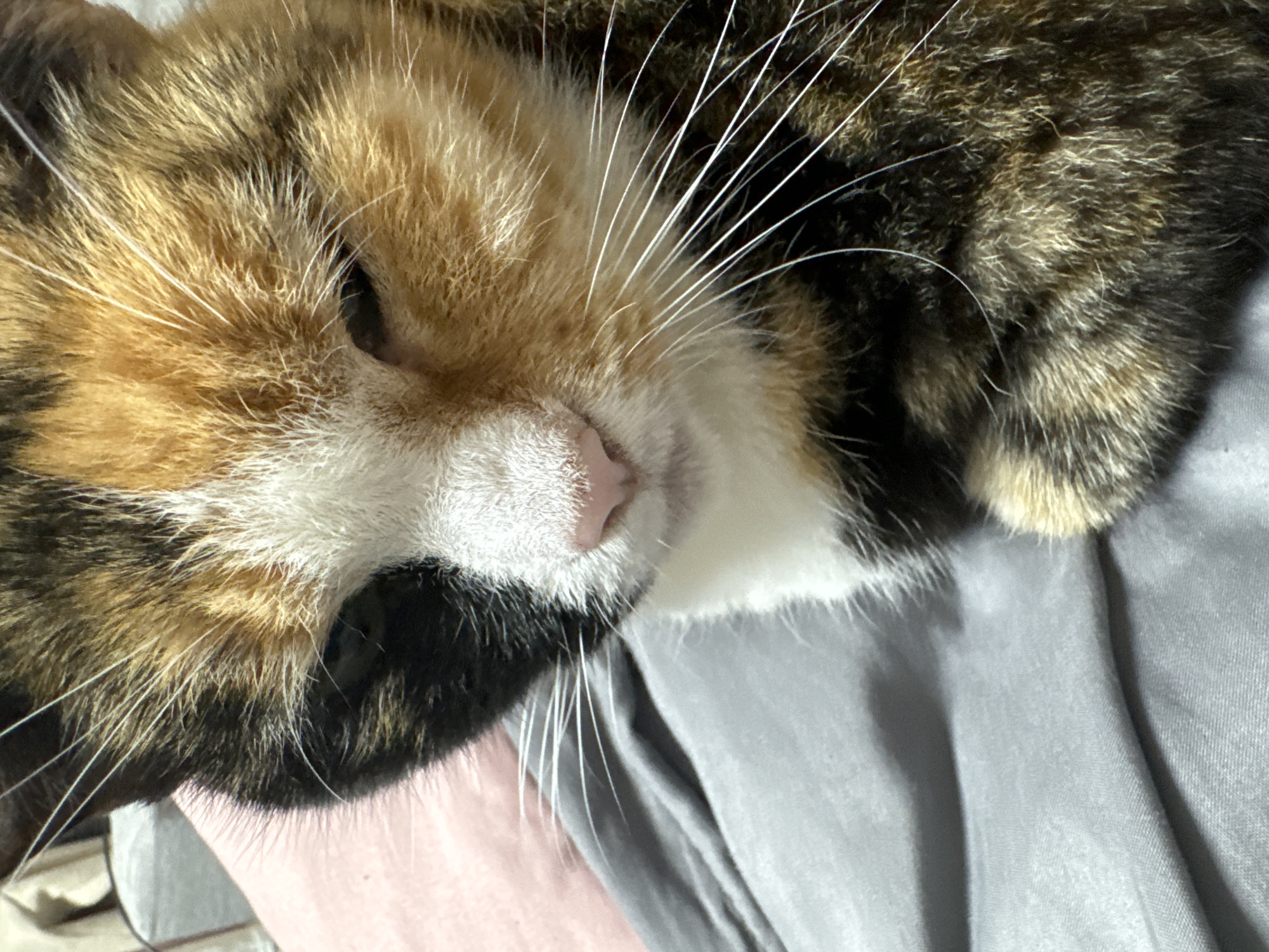 Calico cat photographed sleeping and resting indoors over 15 minutes