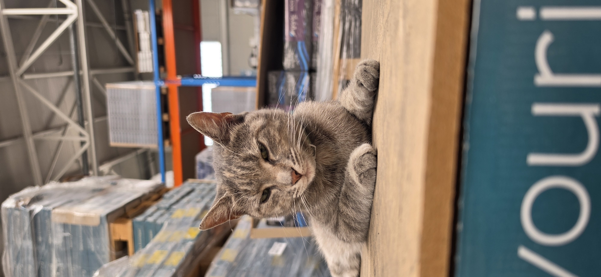 Grey tabby at rest on wood, half-lidded and unbothered