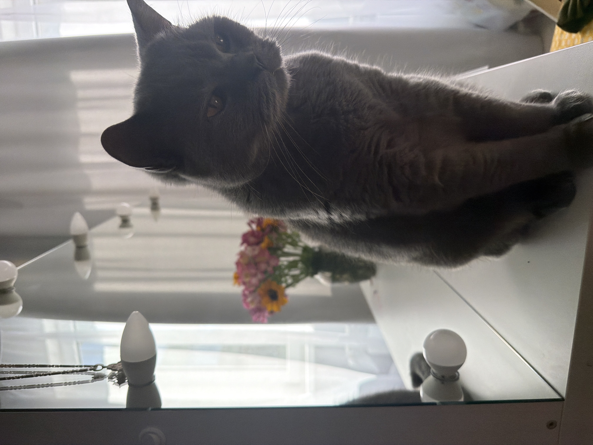 Grey cat sits on white vanity table in Sochi home