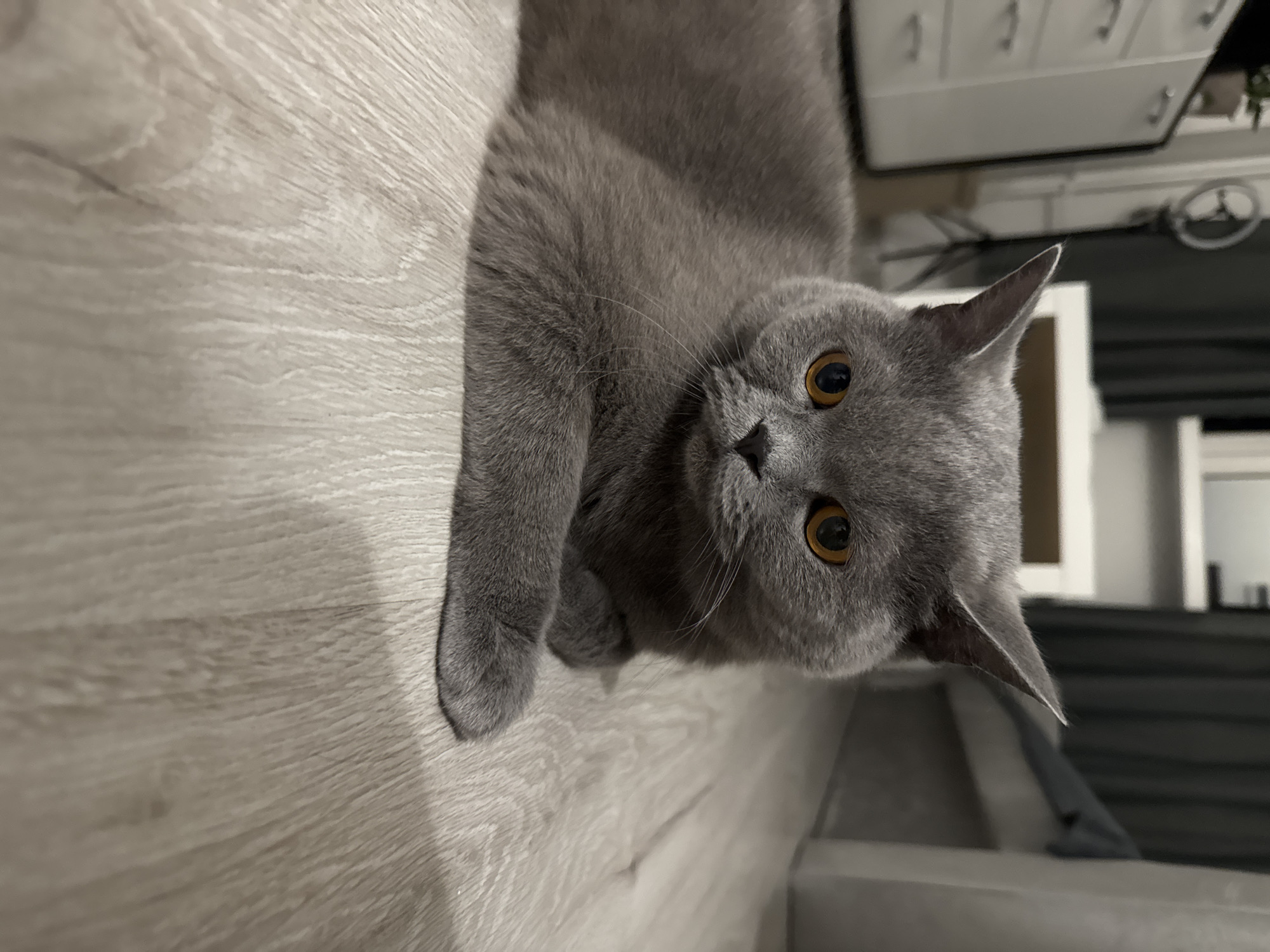 Grey British Shorthair chills on the floor at home