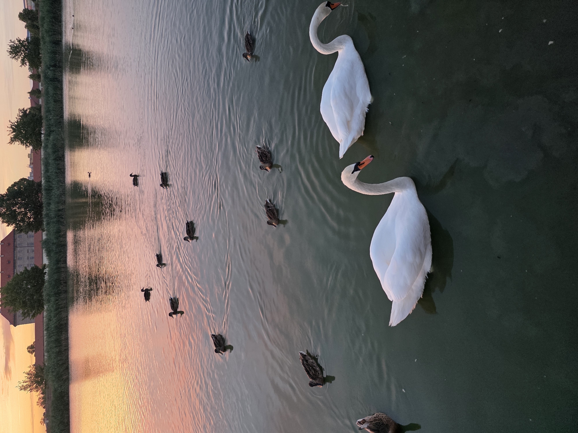 Swans and ducks on a calm pond at sunset