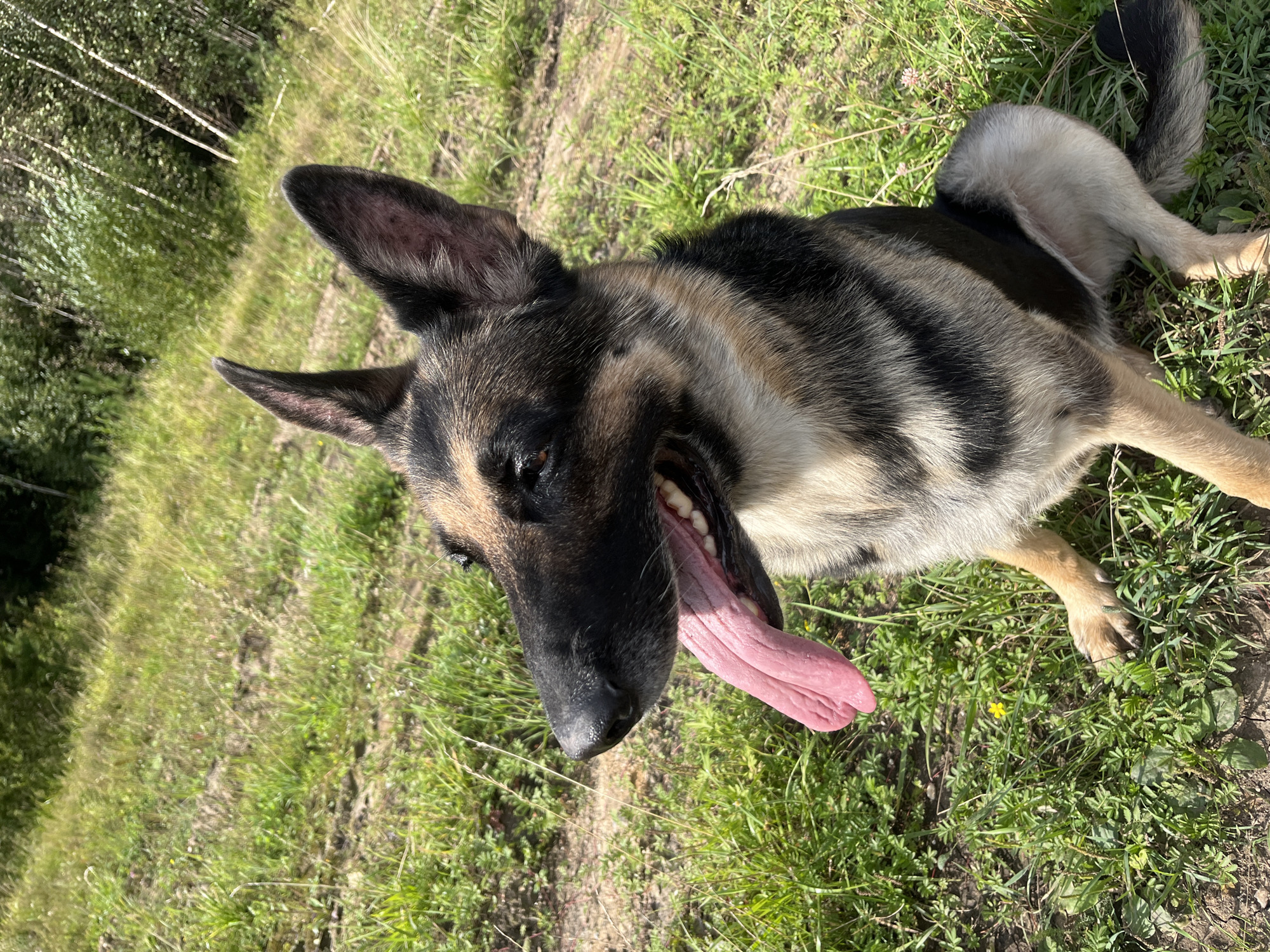 Pack of dogs roaming rural dirt roads near Nizhny Tagil