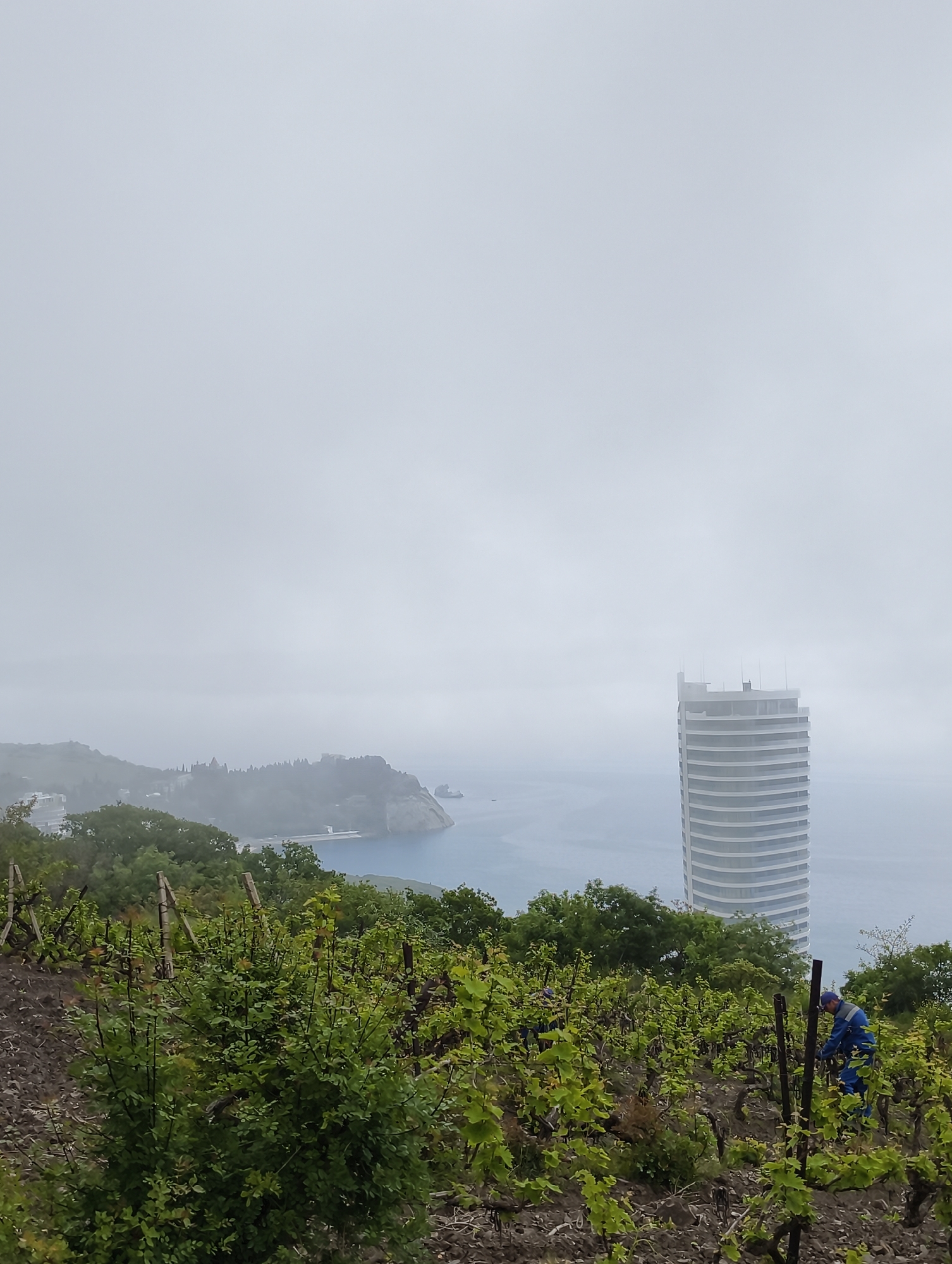 Morning vineyard work continues in foggy Partenit, Ukraine