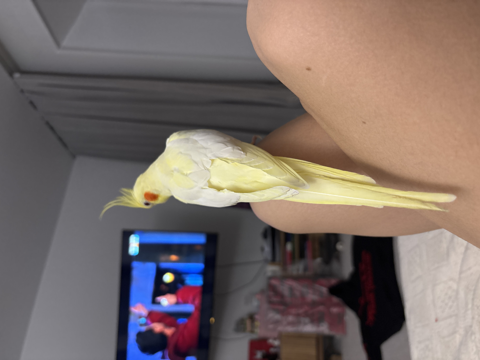 Pet cockatiel enjoys quiet moments with owner in Krasnoyarsk home
