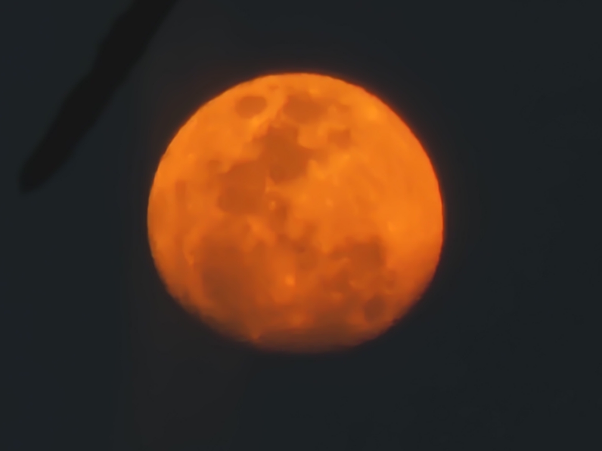 Full orange moon rises through tree branches in Chaikovsky