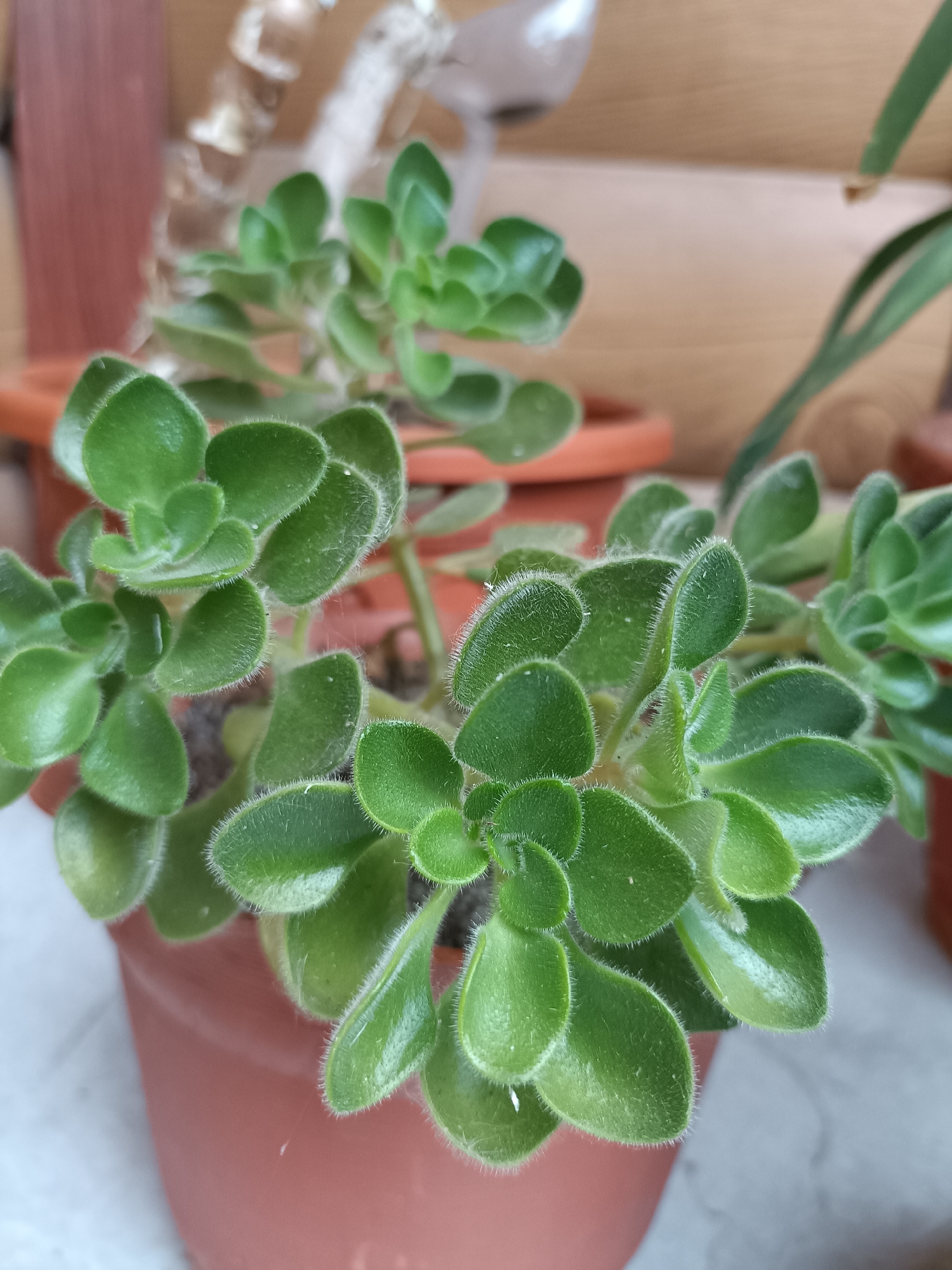 Bees, a cat, and garden life in a Bataysk backyard