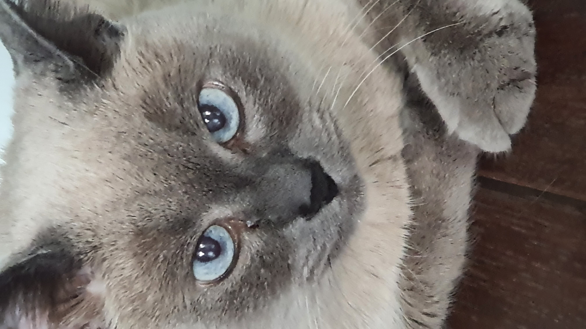 Siamese cat lounging on a wooden floor in Krasnoyarsk