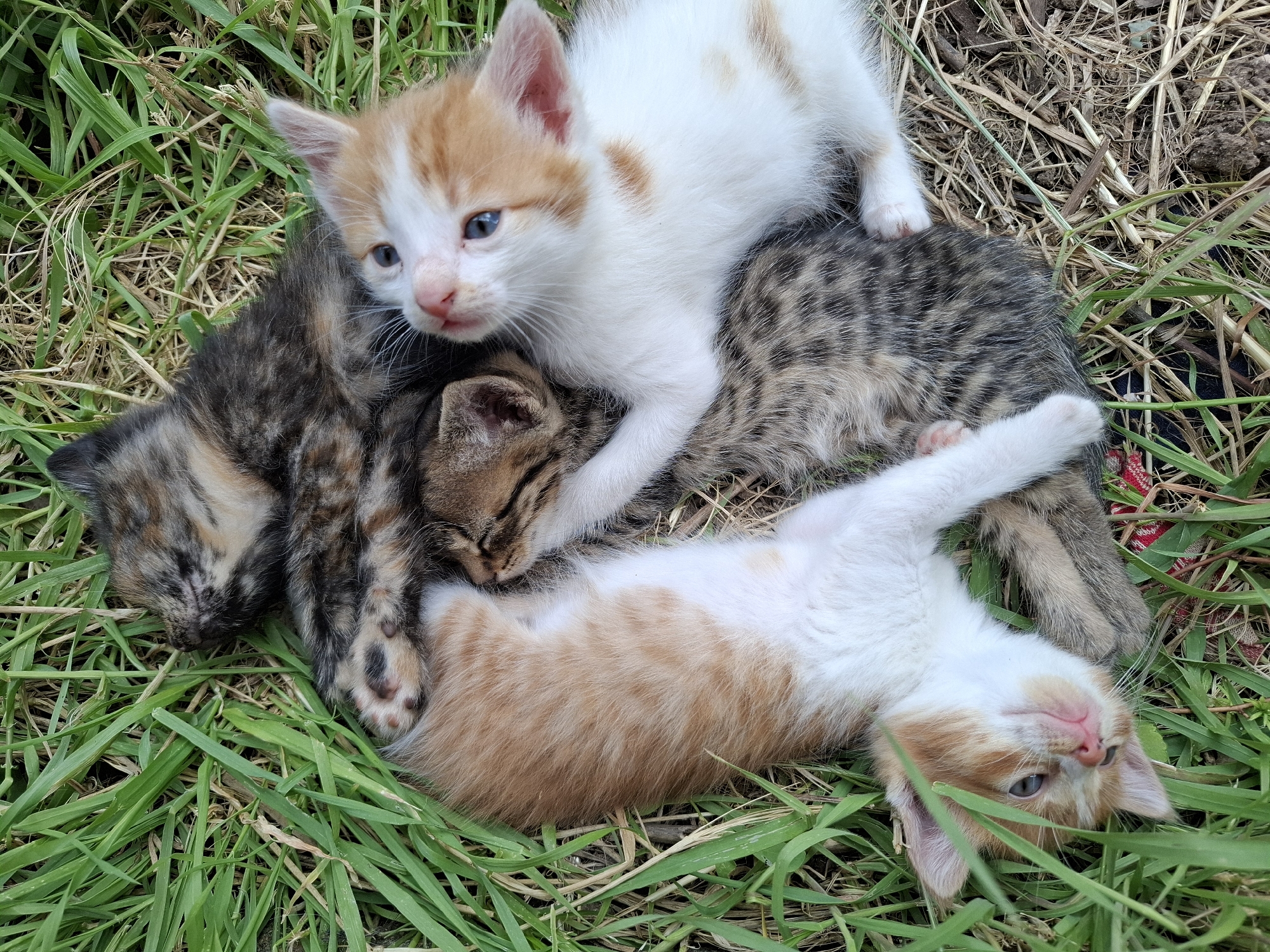 Litter of kittens spotted resting in grass patch