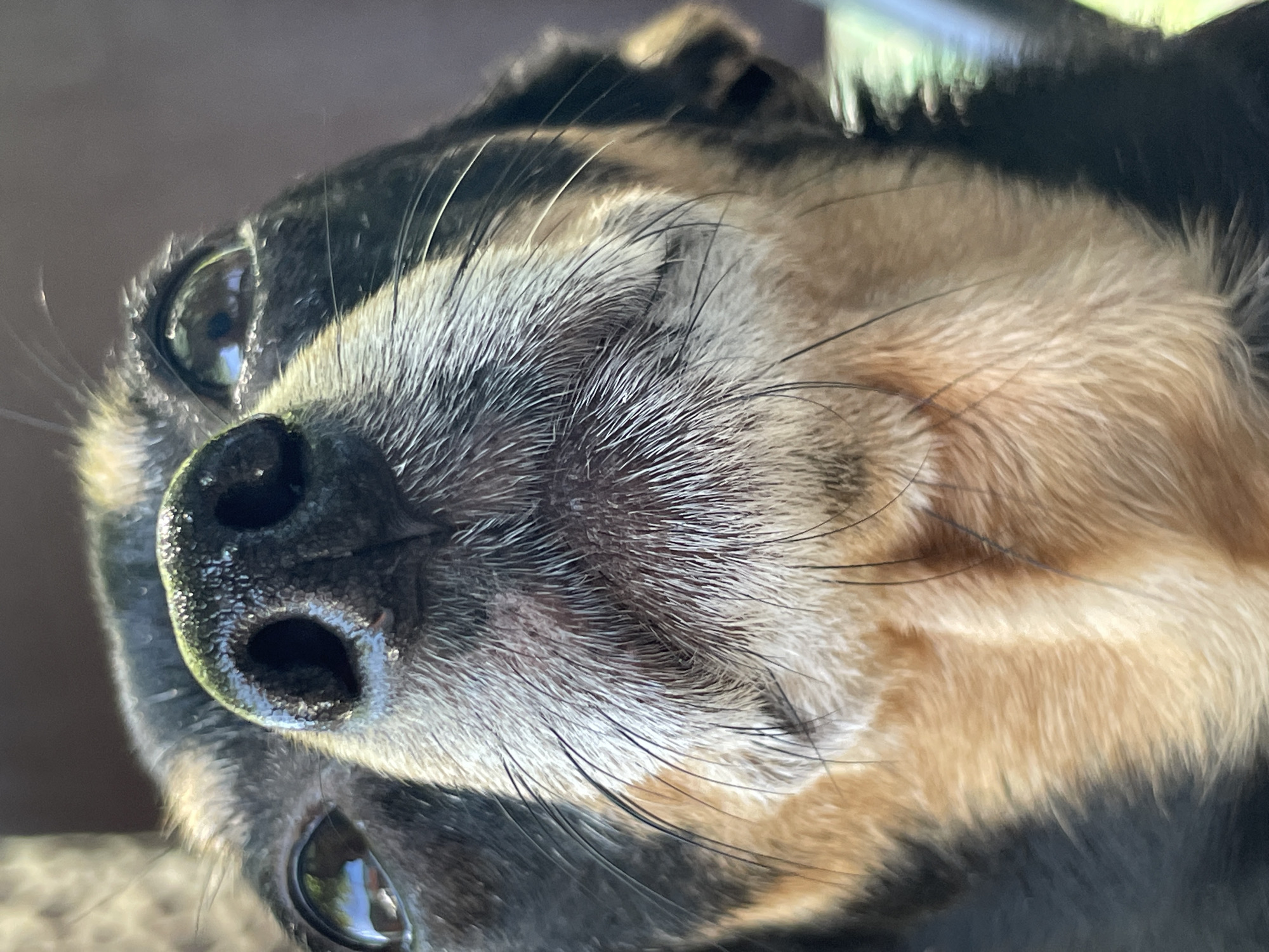 Close-up portraits of a small black and tan dog