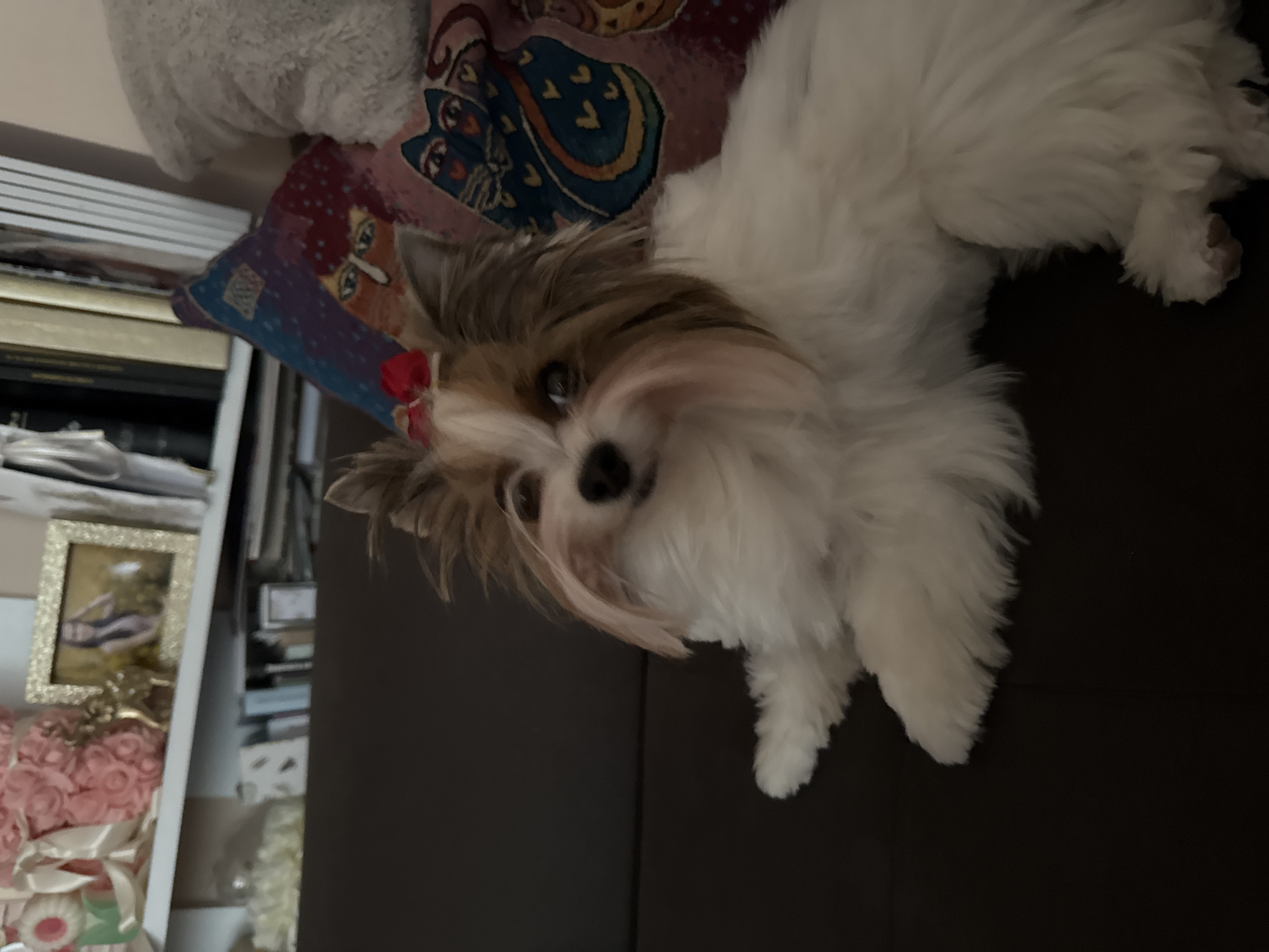 Small dog rests on couch in Plovdiv home