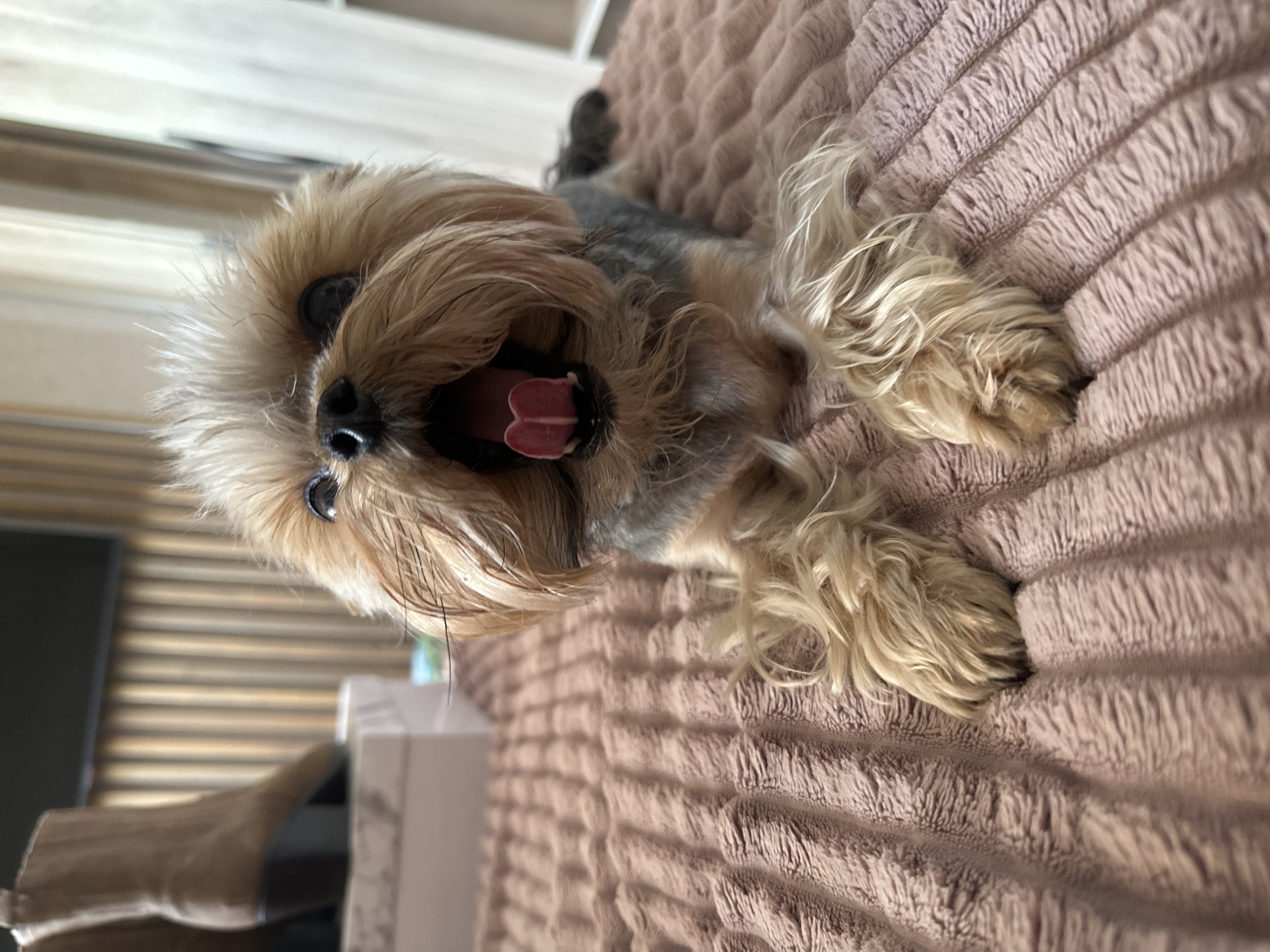 Yorkshire Terrier photographed resting on blanket in Krasnoyarsk