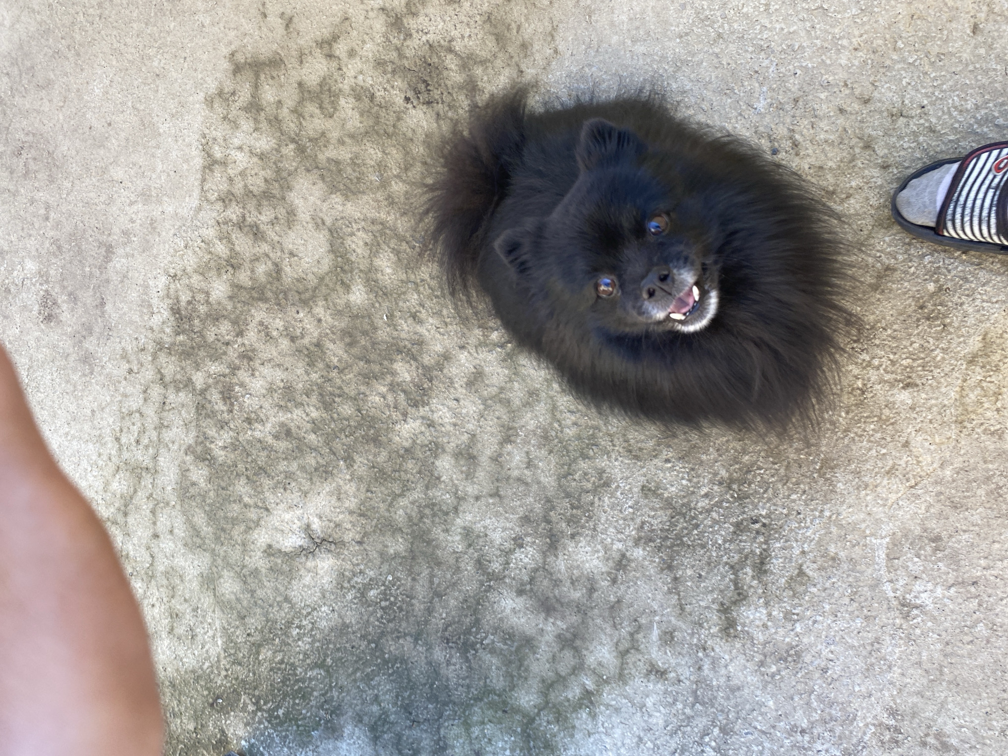Black Pomeranian in the spotlight on a sunny Yuzhny morning