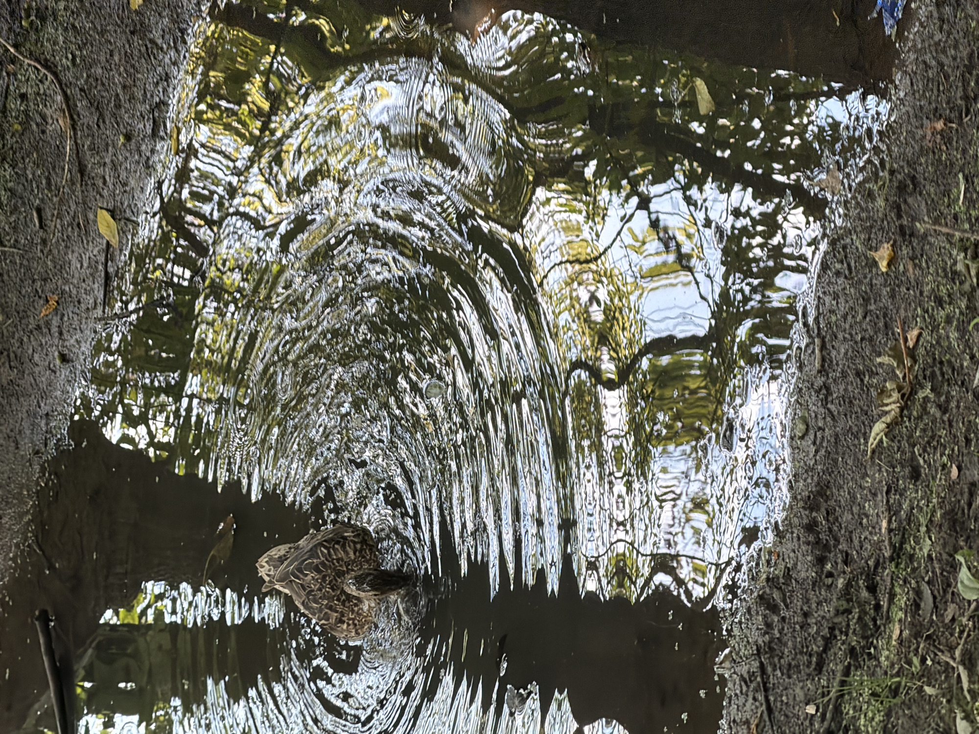 Ducks, squirrels, and park wildlife on a sunny afternoon
