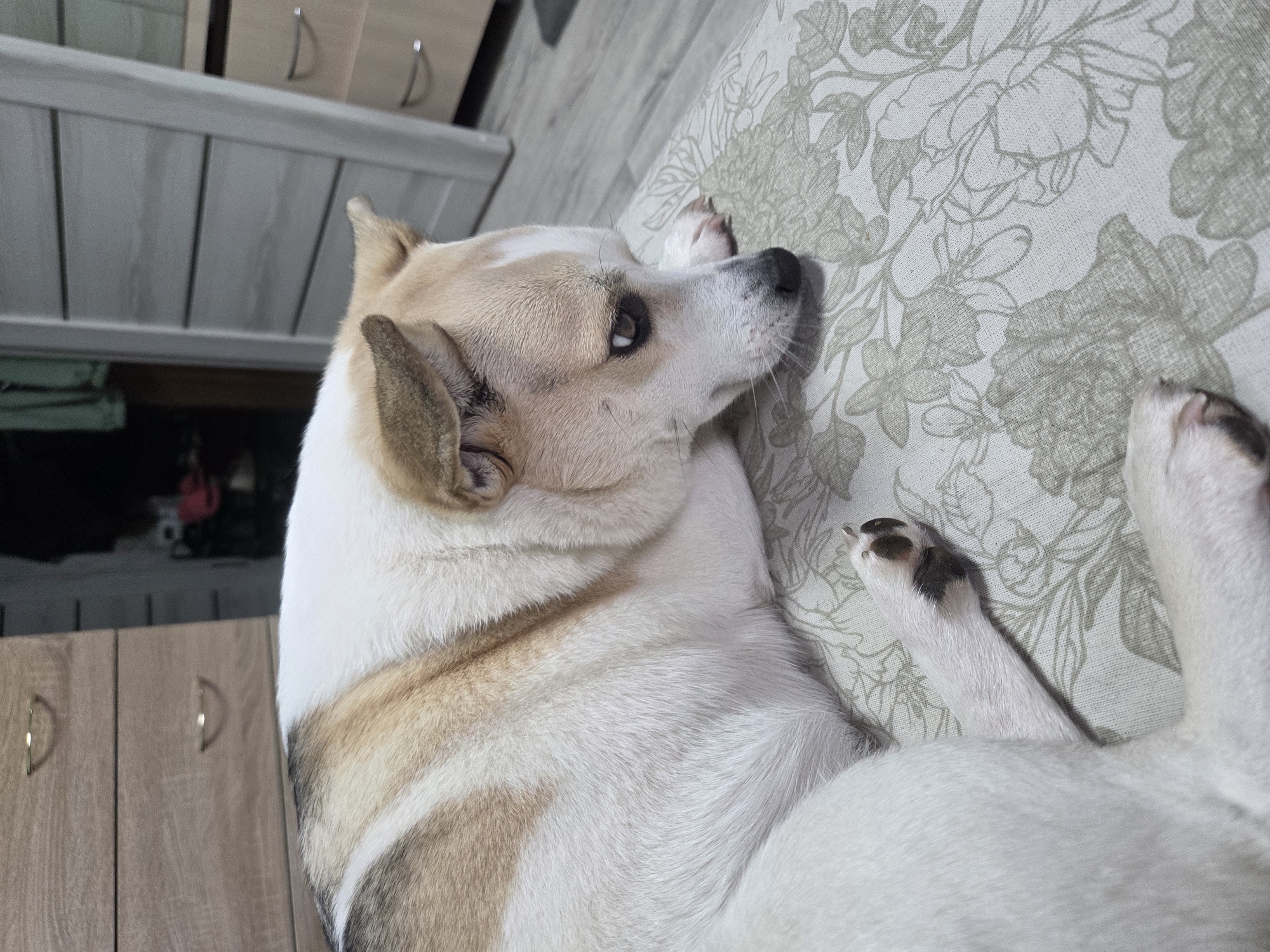 Pets Rest Peacefully in Home Settings During Afternoon Hours