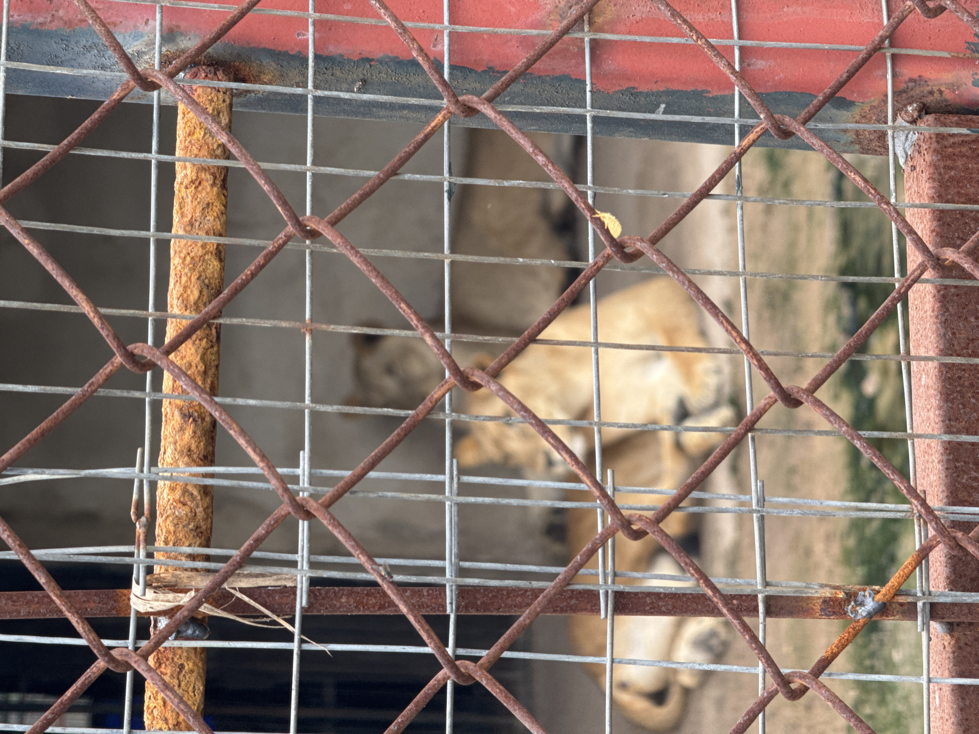 Zoo visit in Awka captures lions, camel, horses, other animals