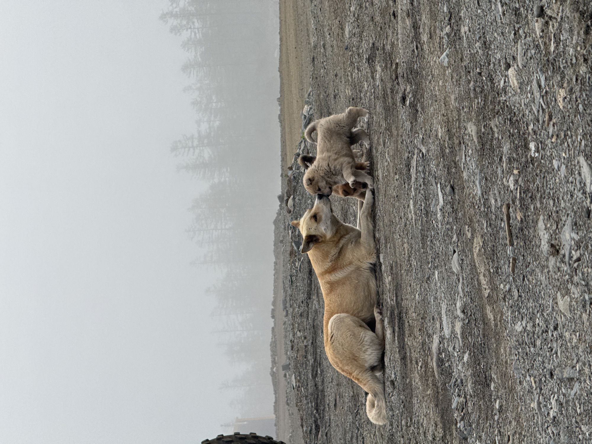 Remote Russian wilderness stop: puppies, dogs, and serious off-road rigs
