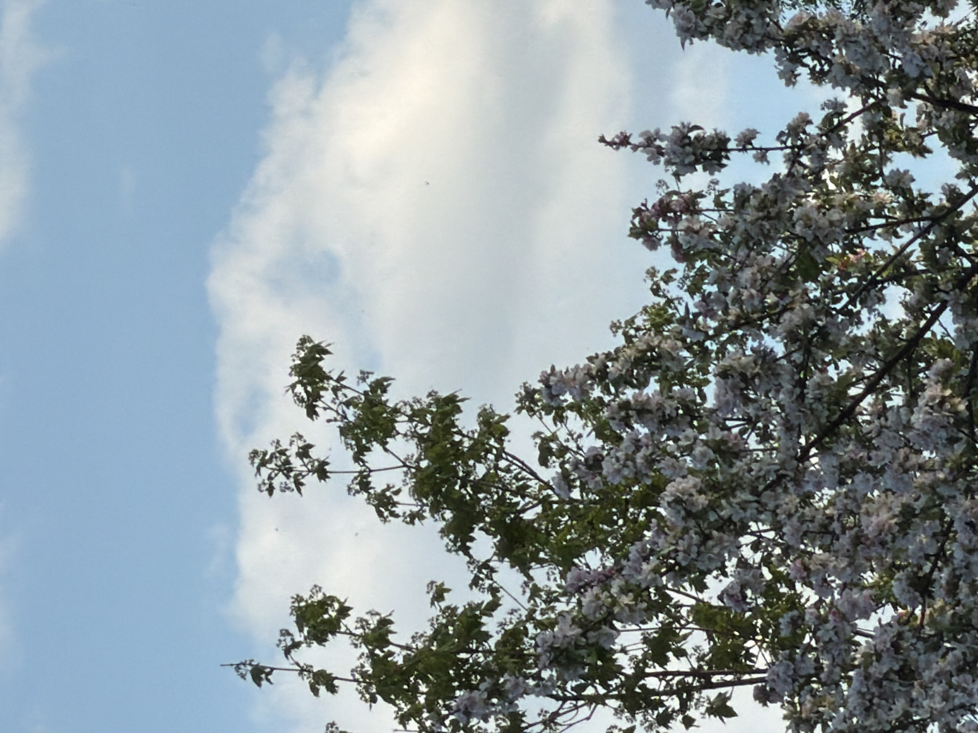 Spring afternoon moments captured across Sofia parks and green spaces