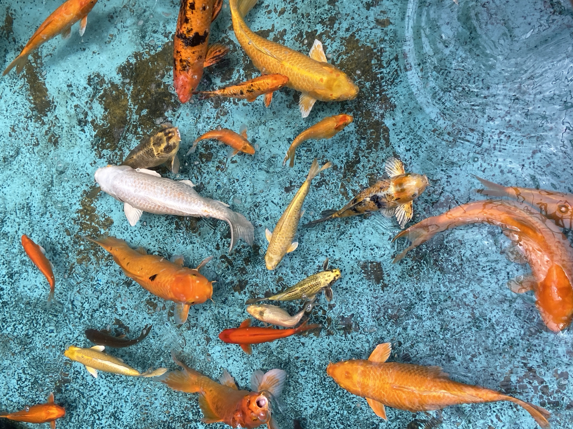 Tropical-themed mall in Pampatar, complete with koi pond and thatched kiosks