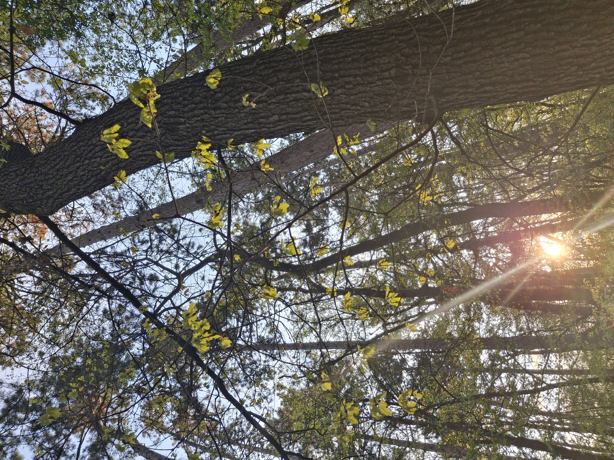 Early morning observations of trees, birdhouse, and indoor spaces