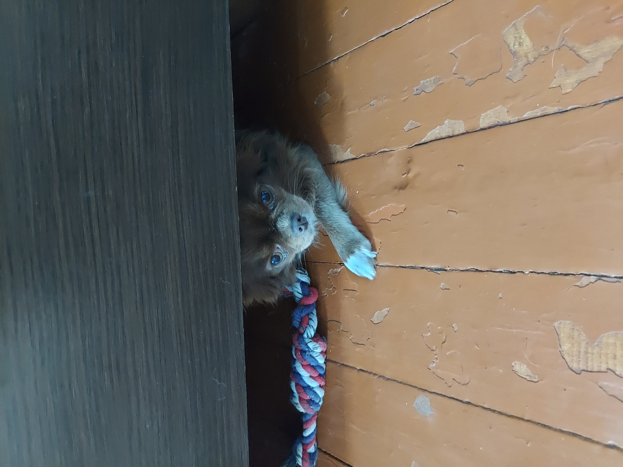 Marmoset encounters documented by witnesses at unknown indoor facility