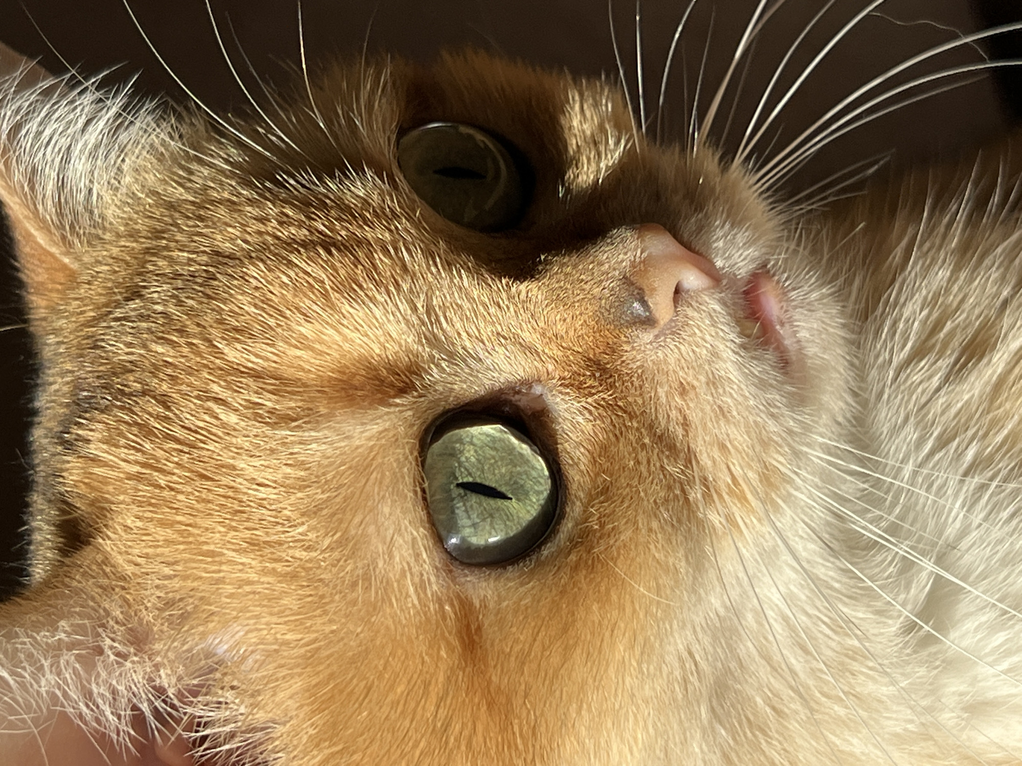 Domestic animals spotted across Montenegro locations within 15 minutes