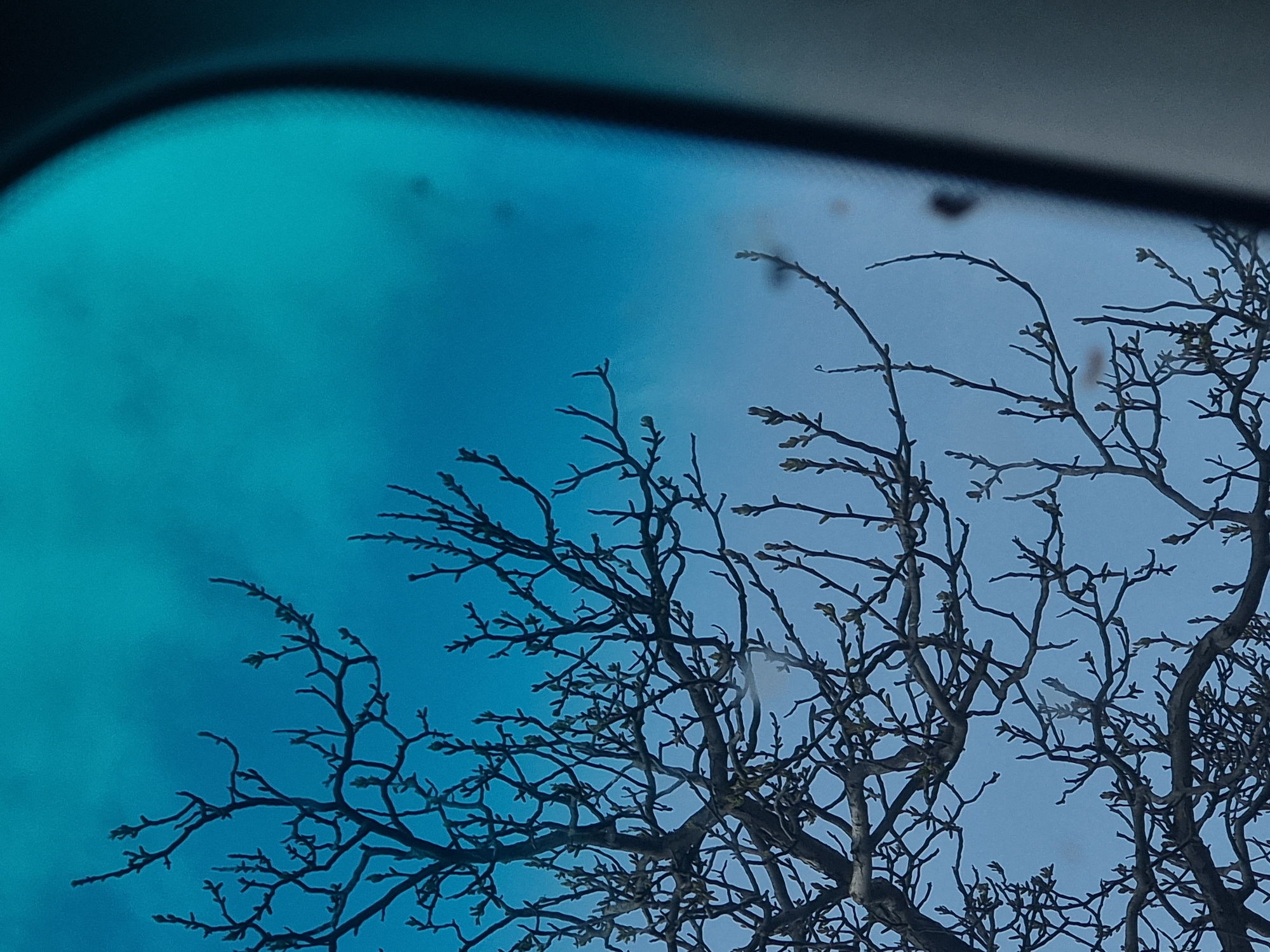 Tree branches viewed through car window in Bulgaria