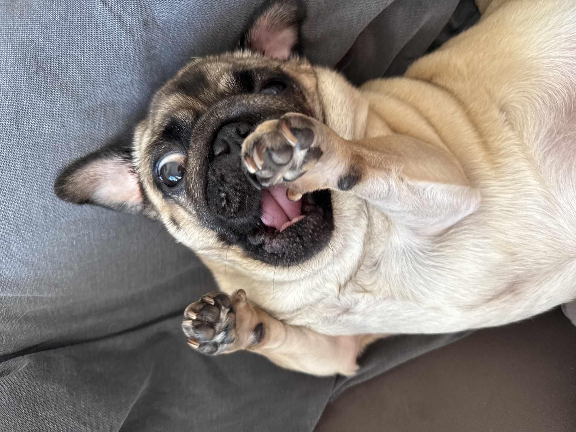 Playful pug puppy rests on back in Podgorica home