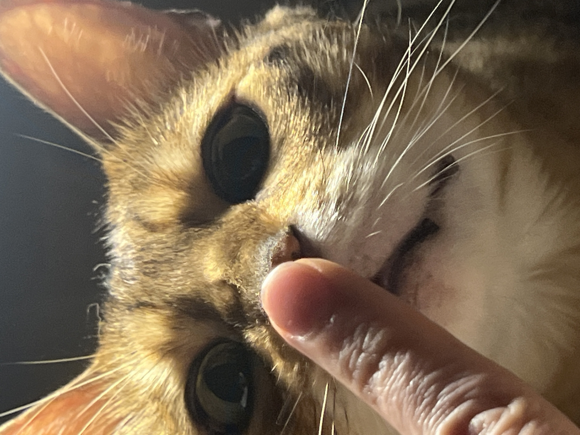Cats, snacks, and quiet evening vibes in Yekaterinburg