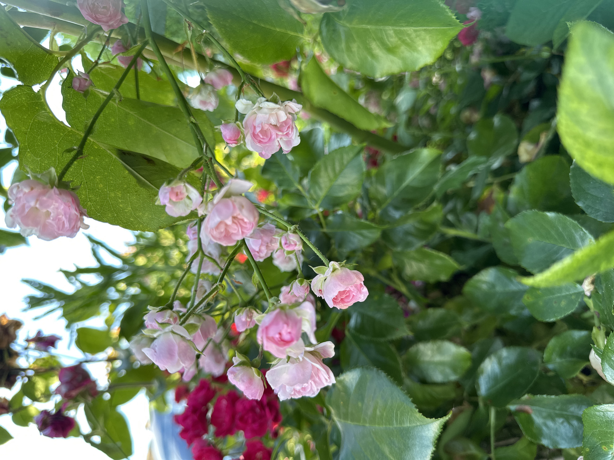 Summer flowers and a plane overhead in Krefeld